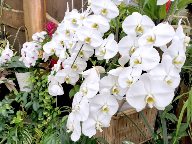 白い胡蝶蘭が豪華に咲き誇る写真｜グリーンに囲まれた空間で大輪コチョウランが連なる華やかな花姿