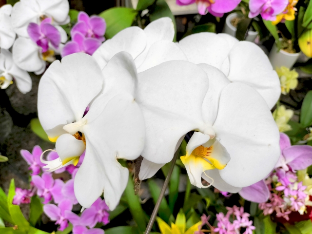 白い胡蝶蘭の大輪をクローズアップした写真｜背景のピンクや紫の花に映えるコチョウランの上品で華やかな花姿