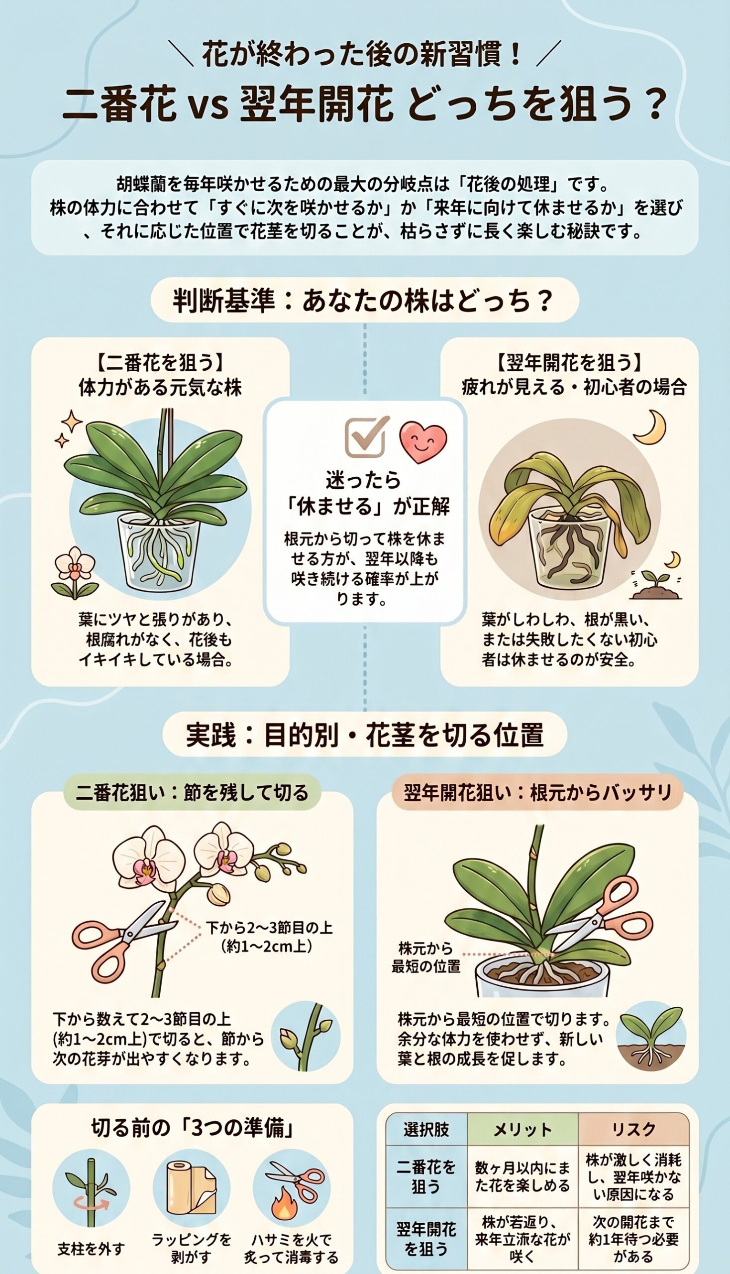 まず決める！花後の「二番花 vs 翌年開花」判断基準｜胡蝶蘭を毎年咲かせる年間管理のインフォグラフィック