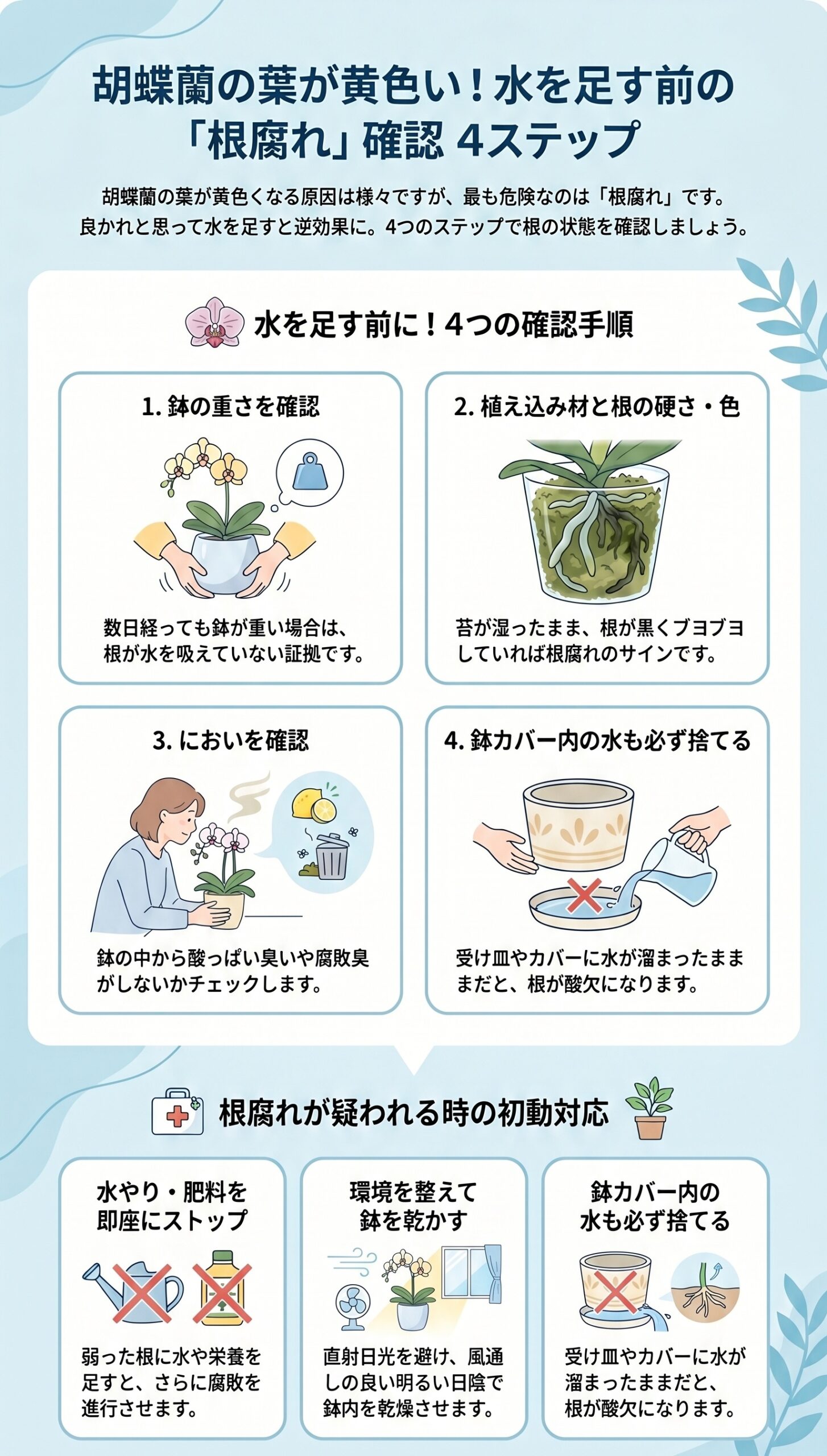 水を足す前に!水不足と根腐れを間違えないための「確認順」|胡蝶蘭の葉が黄色い時に根腐れを見分ける手順と初動対応を整理したインフォグラフィック