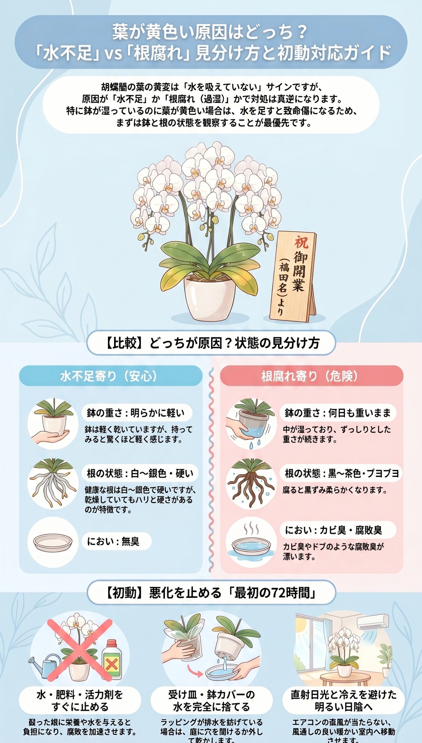 危険なサイン!症状の出方で見る「危険度」と初動|胡蝶蘭の葉が黄色い時に根腐れを見分ける手順と初動対応を整理したインフォグラフィック