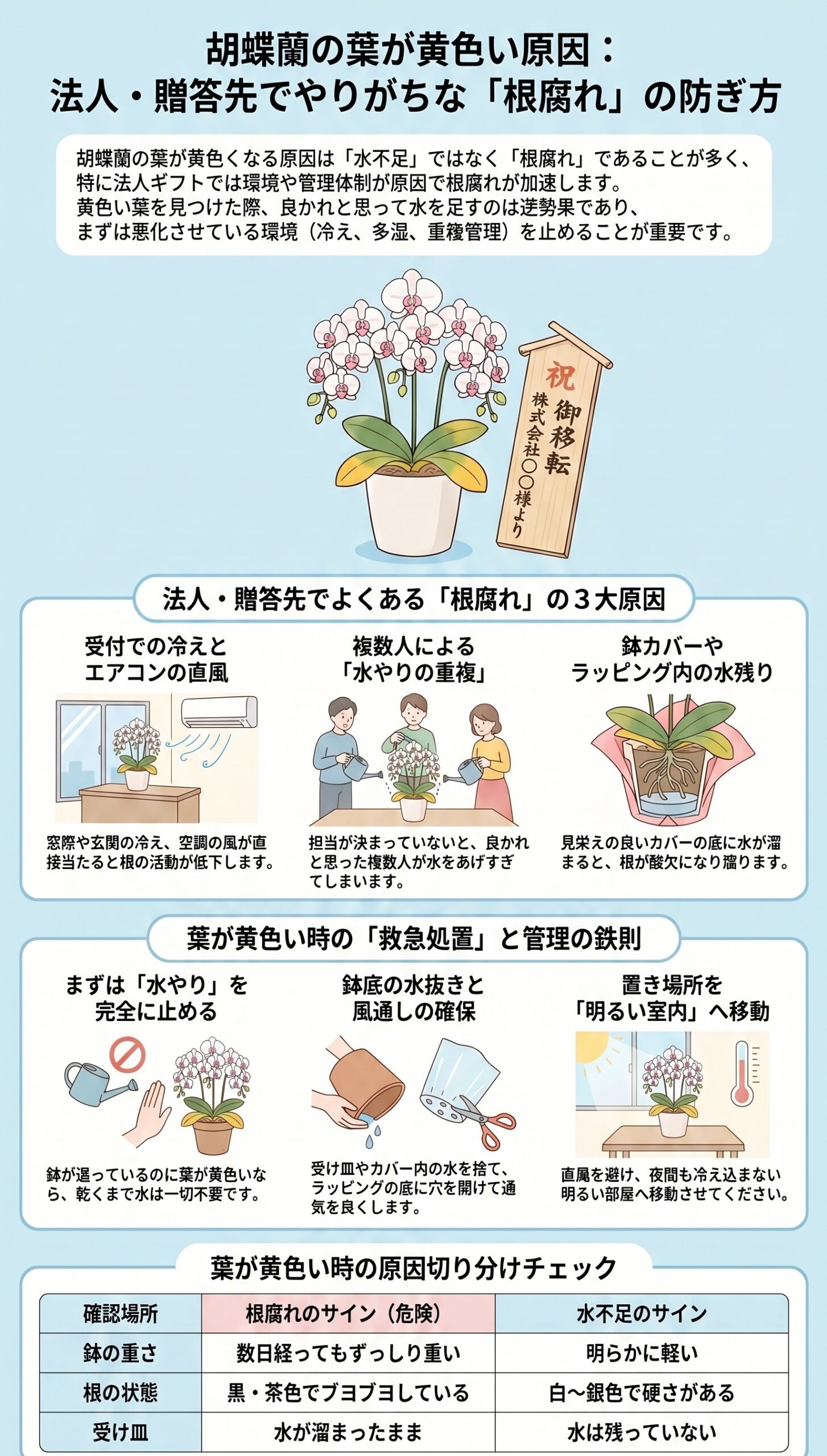 法人・贈答先で多い失敗!受付や玄関での根腐れパターンと対策|胡蝶蘭の葉が黄色い時に根腐れを見分ける手順と初動対応を整理したインフォグラフィック