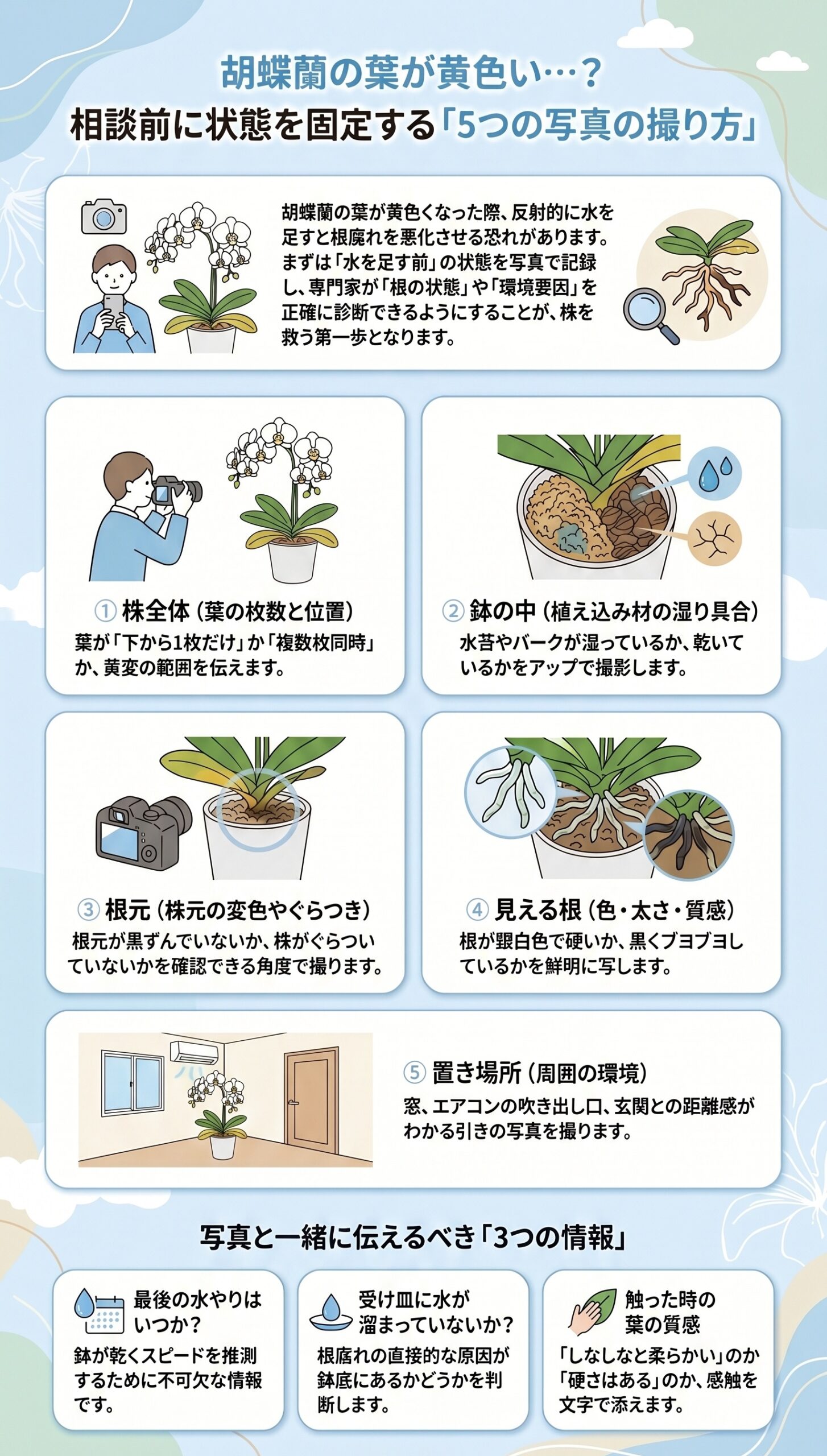 相談前にパシャリ!状態を固定する「写真の撮り方」|胡蝶蘭の葉が黄色い時に根腐れを見分ける手順と初動対応を整理したインフォグラフィック
