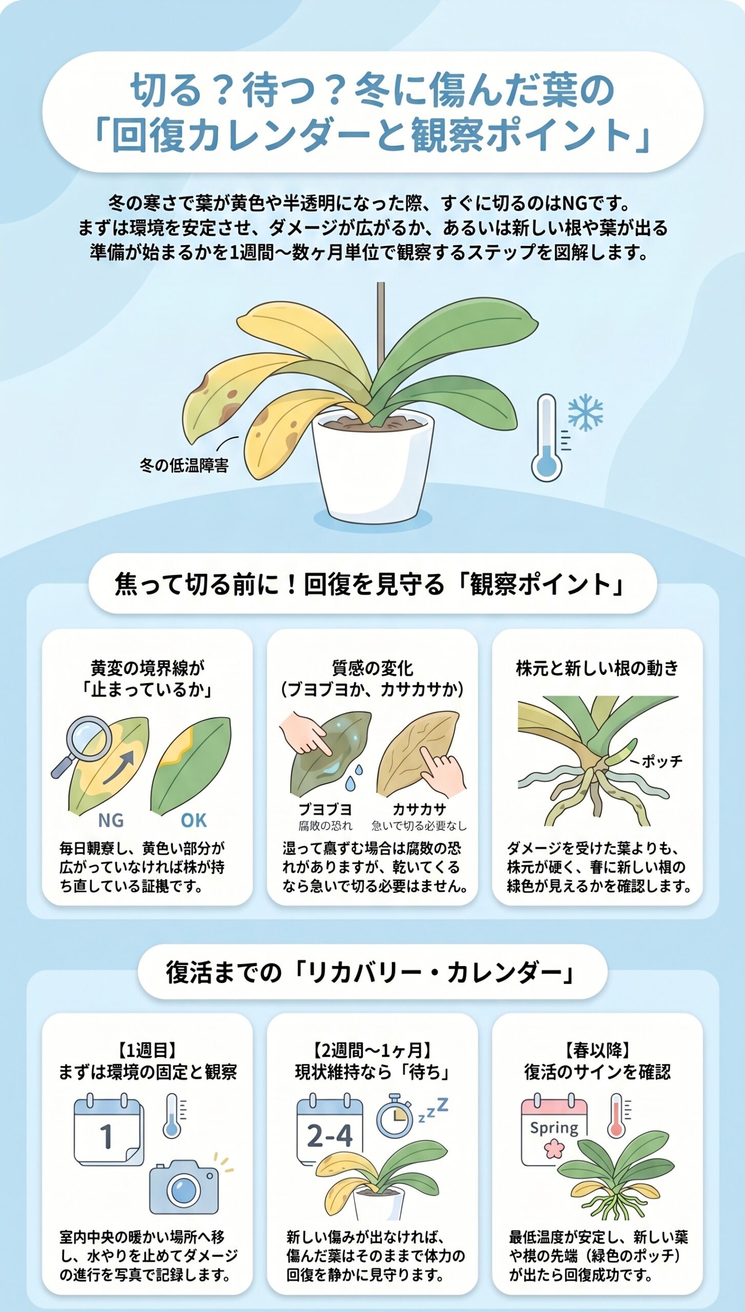 切る?待つ?冬に傷んだ葉の「回復カレンダーと観察ポイント」|胡蝶蘭の冬越し・低温障害の症状と初動対応を整理したインフォグラフィック
