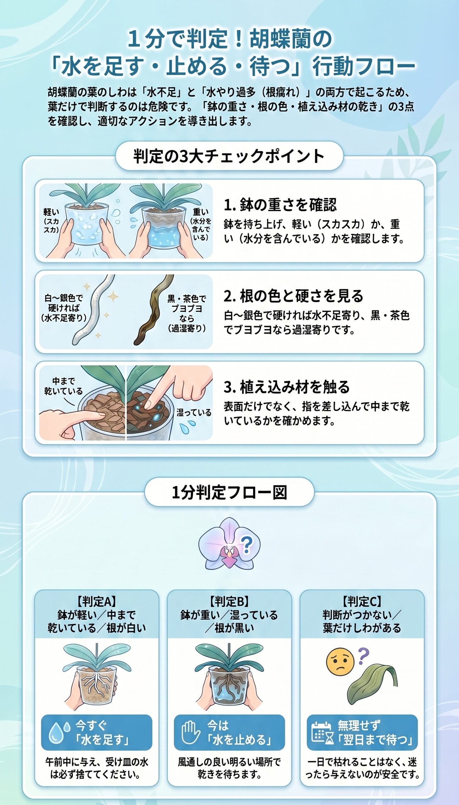 1分で判定!水を足す・止める・待つ行動フロー|胡蝶蘭の水やり判断を整理したインフォグラフィック