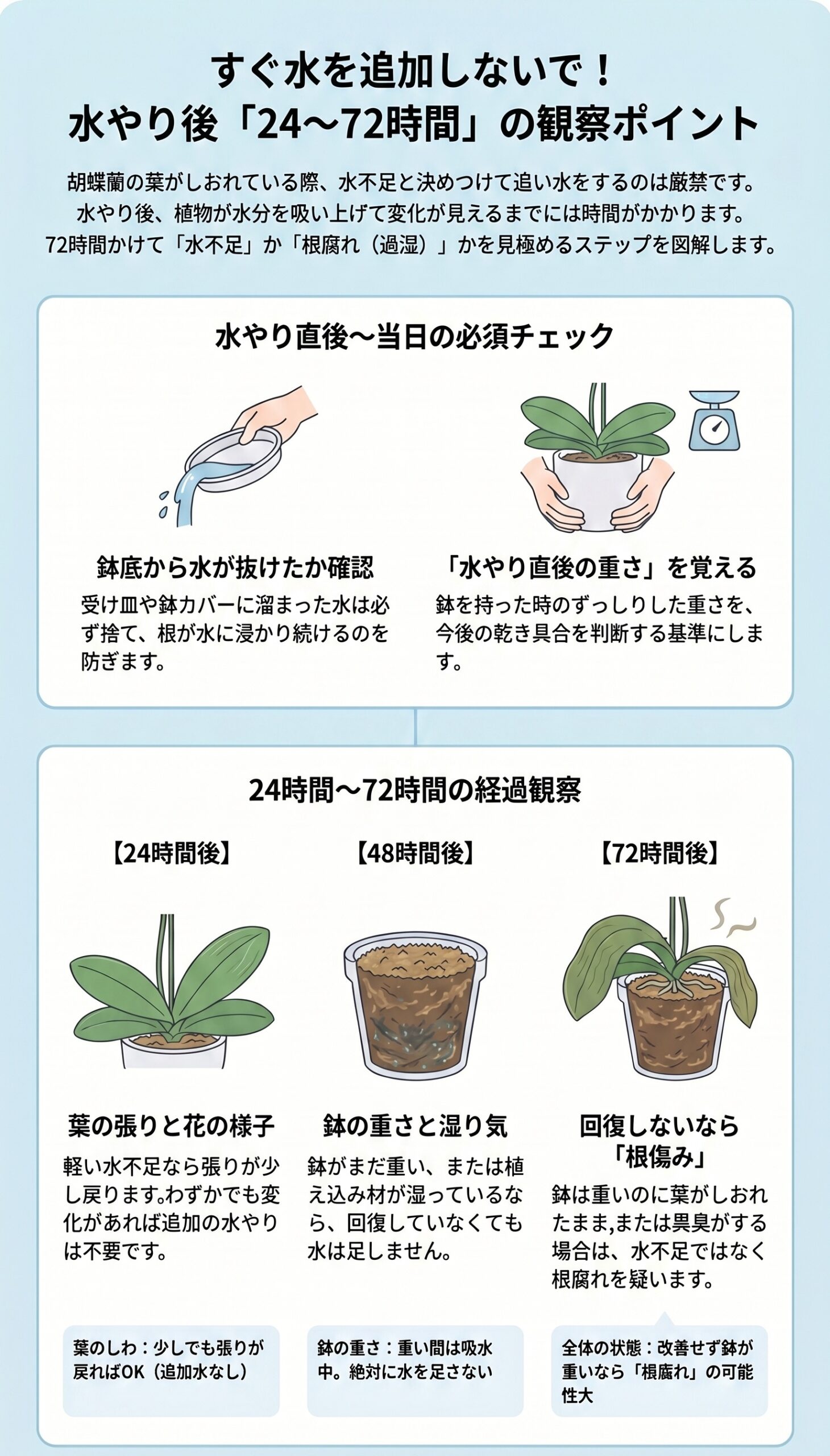 すぐ水を追加しないで!水やり後24〜72時間の観察ポイント|胡蝶蘭の葉・鉢・根の経過観察を整理したインフォグラフィック
