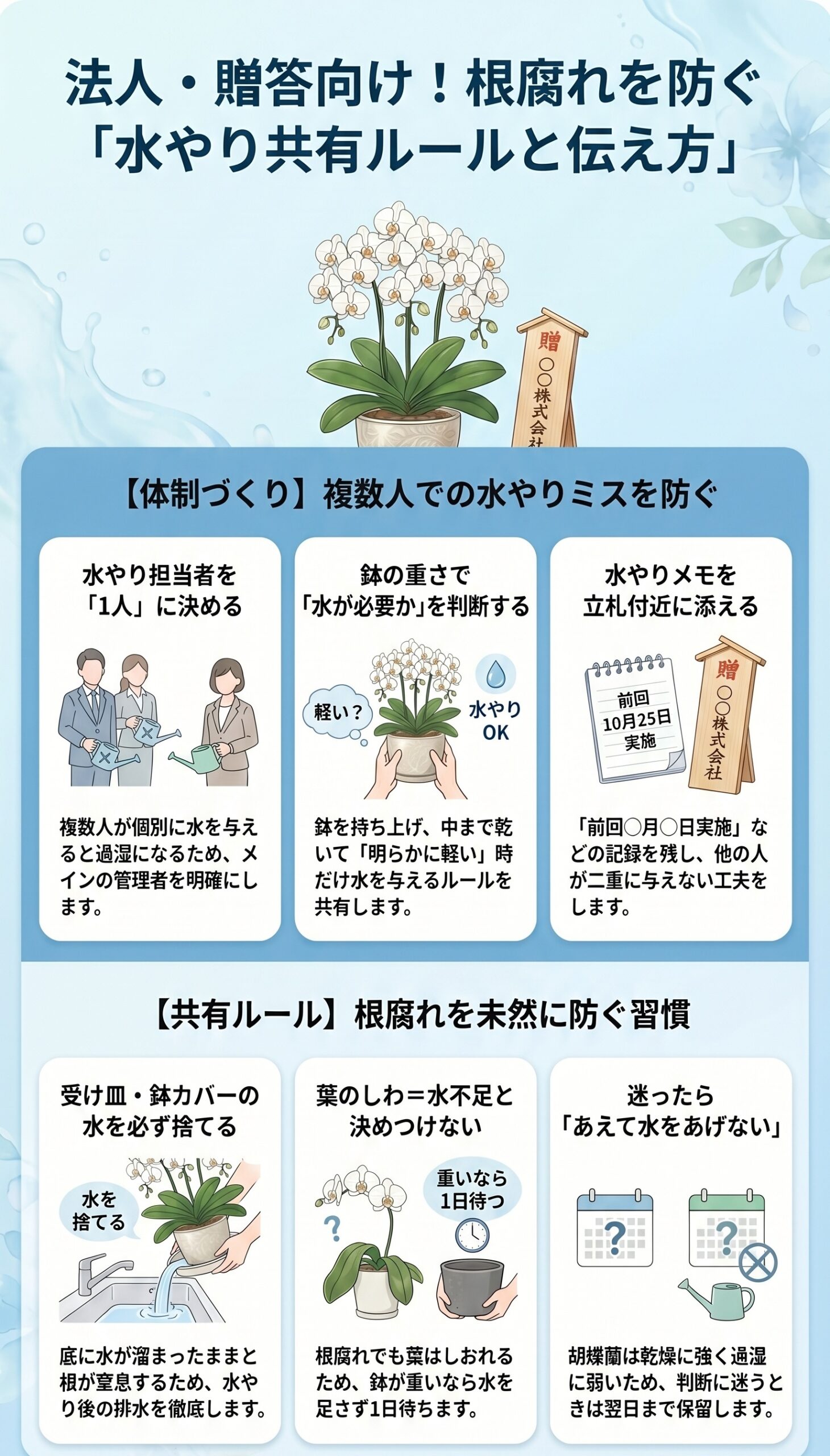 法人・贈答向け!根腐れを防ぐ水やり共有ルールと伝え方|オフィスや店舗で胡蝶蘭の水やりミスを防ぐインフォグラフィック