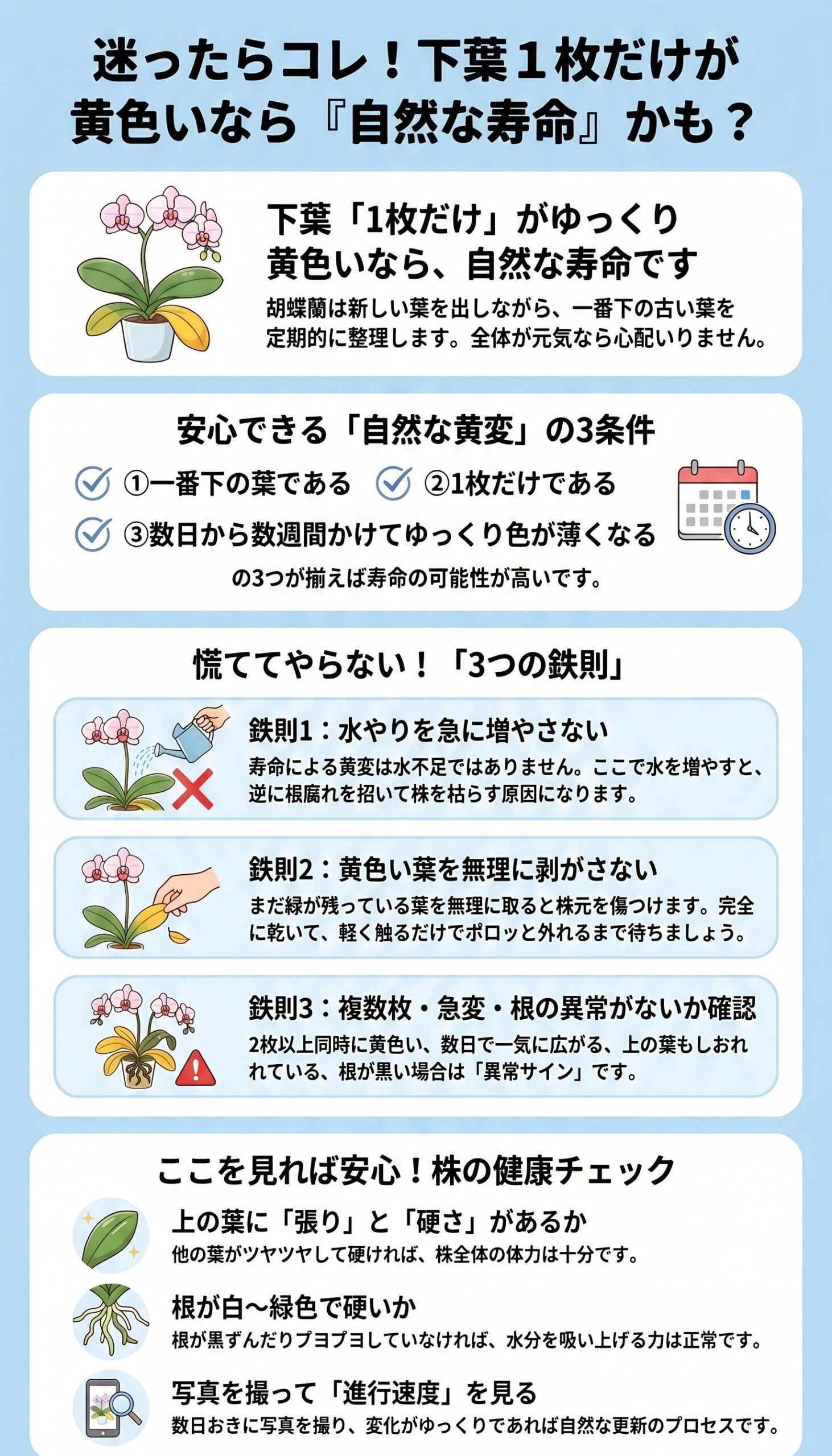 下葉1枚だけがゆっくり黄色くなる胡蝶蘭は自然な寿命の可能性が高いことを整理したインフォグラフィック