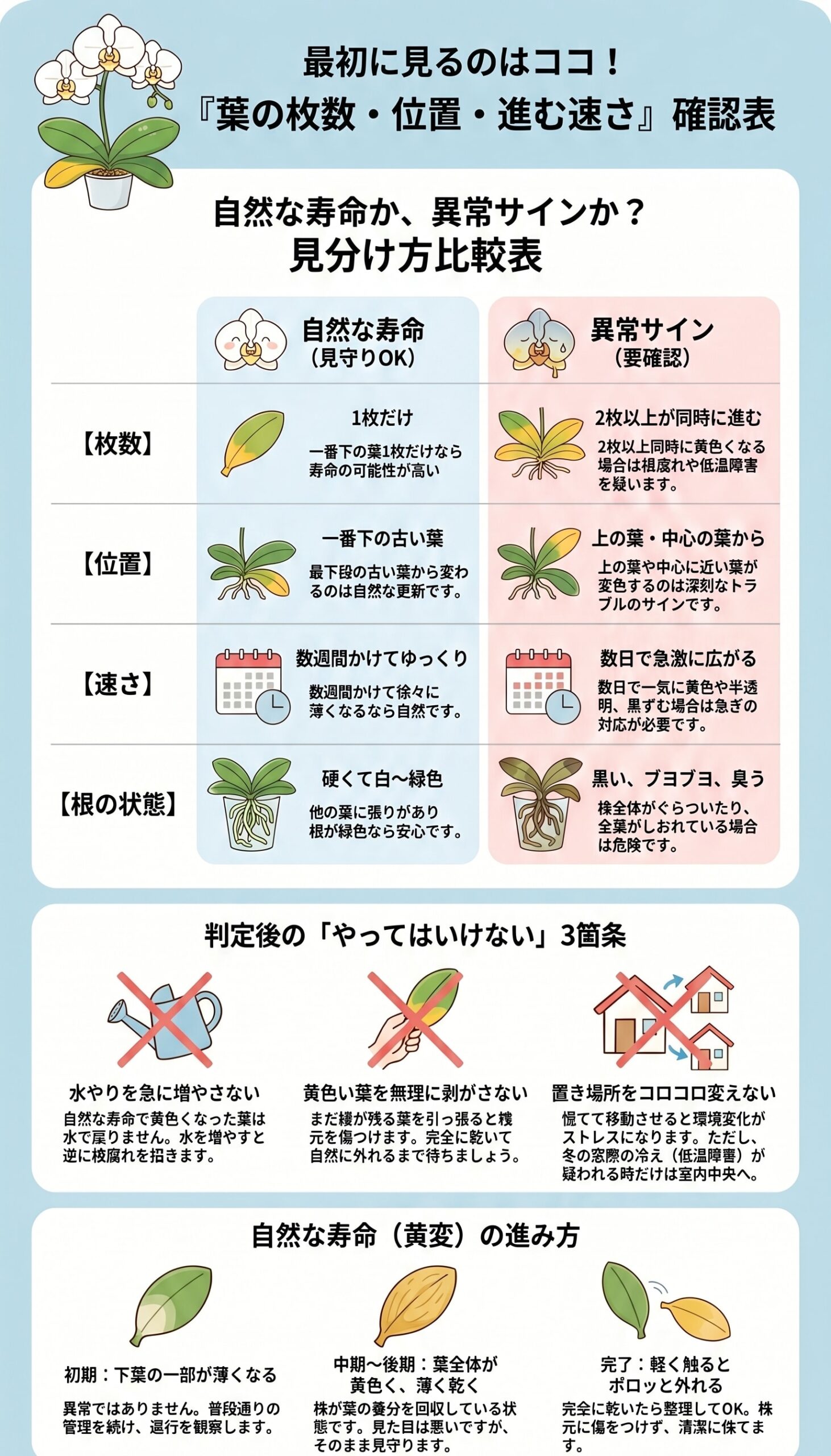 胡蝶蘭の黄色い葉を枚数・位置・進む速さで確認するための見分け方インフォグラフィック