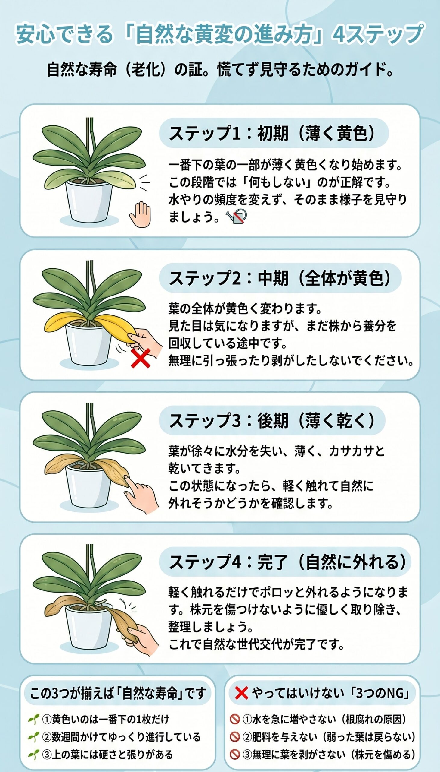 胡蝶蘭の下葉が自然に黄色くなって外れるまでの進み方を4ステップで示したインフォグラフィック