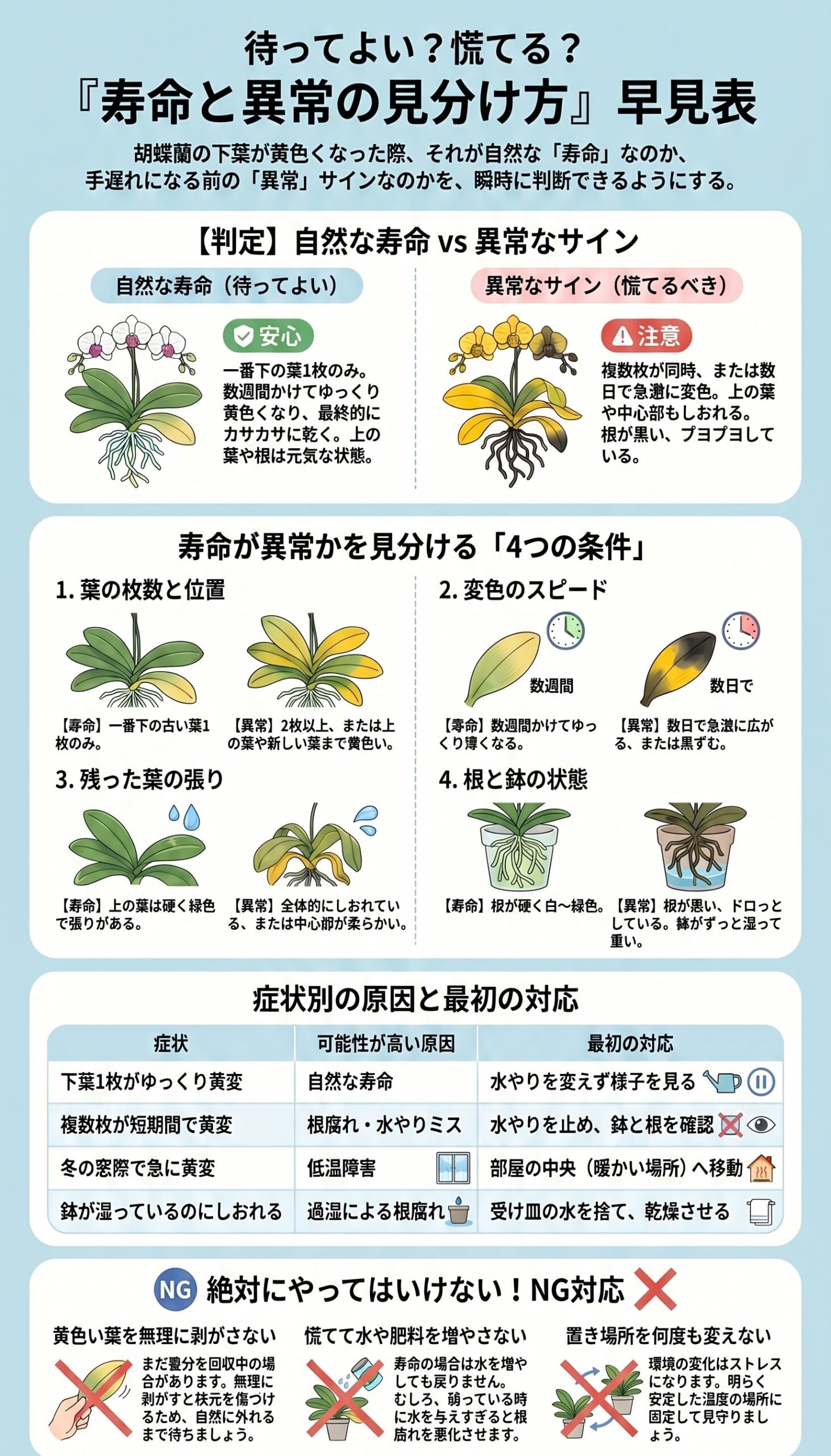 胡蝶蘭の葉の寿命による黄変と異常サインの違いを比較した早見表インフォグラフィック