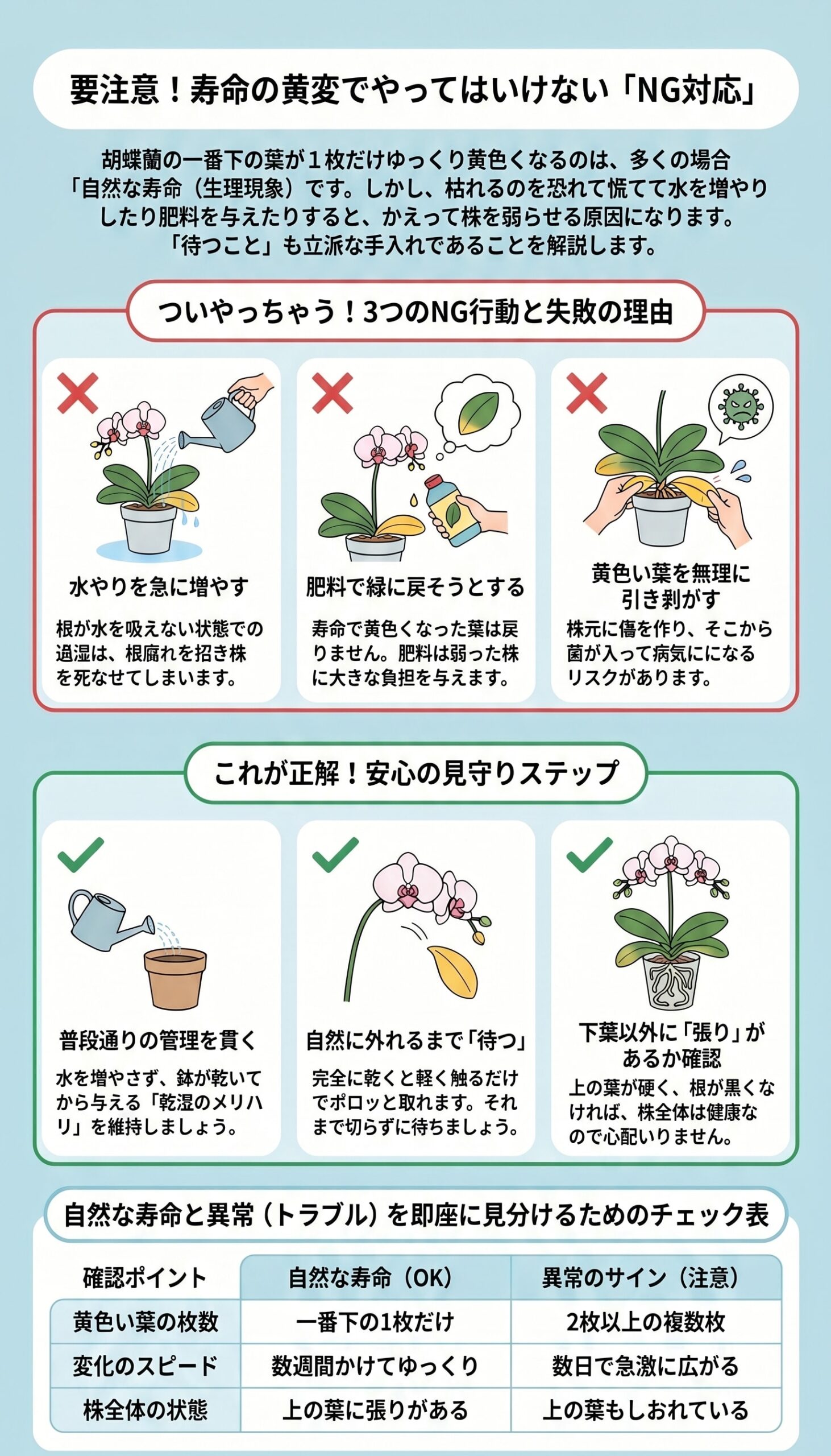 胡蝶蘭の寿命による黄変で水やりや肥料を増やさないなどNG対応を整理したインフォグラフィック