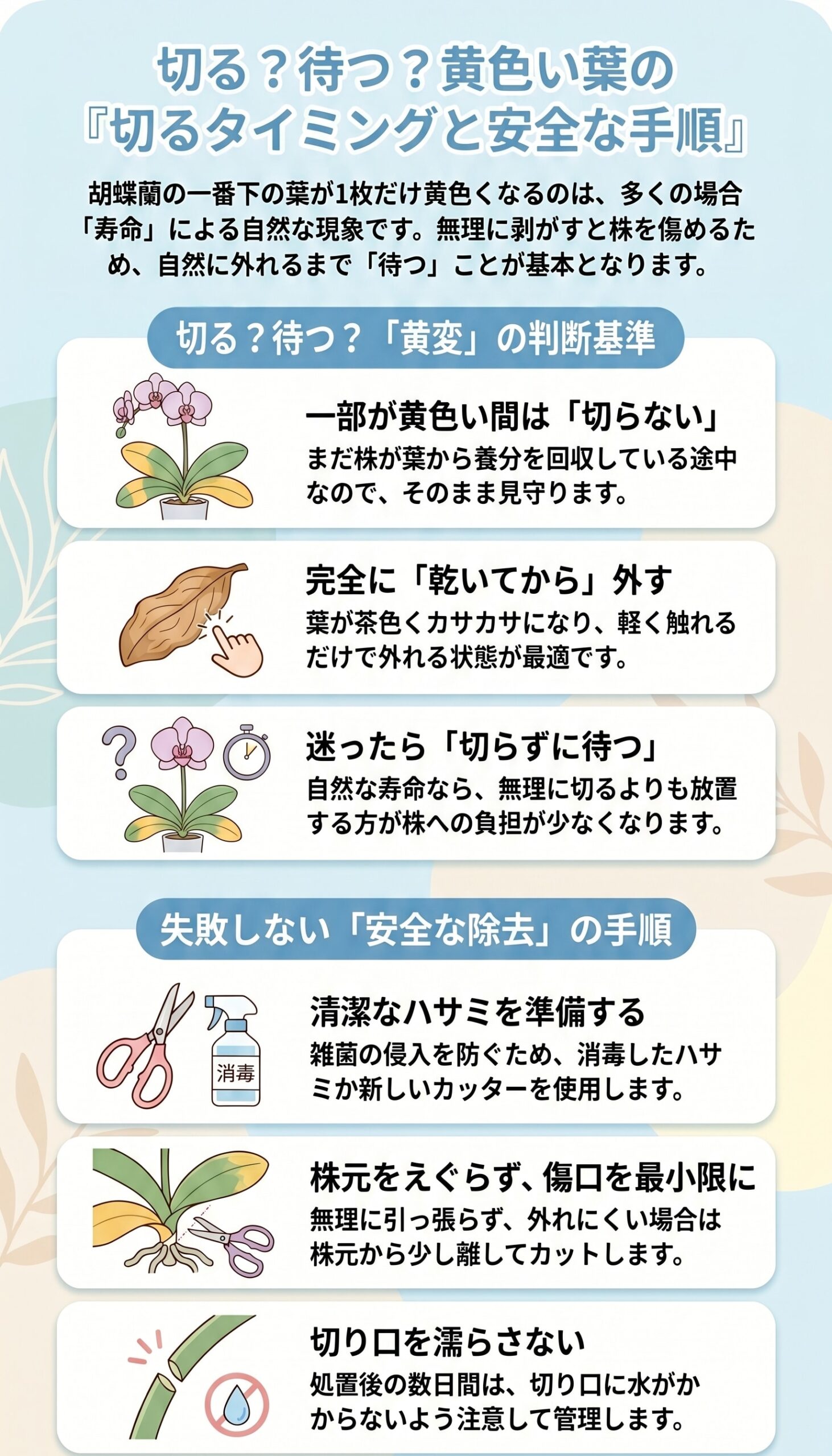胡蝶蘭の黄色い葉を切るか待つかの判断と安全な除去手順をまとめたインフォグラフィック