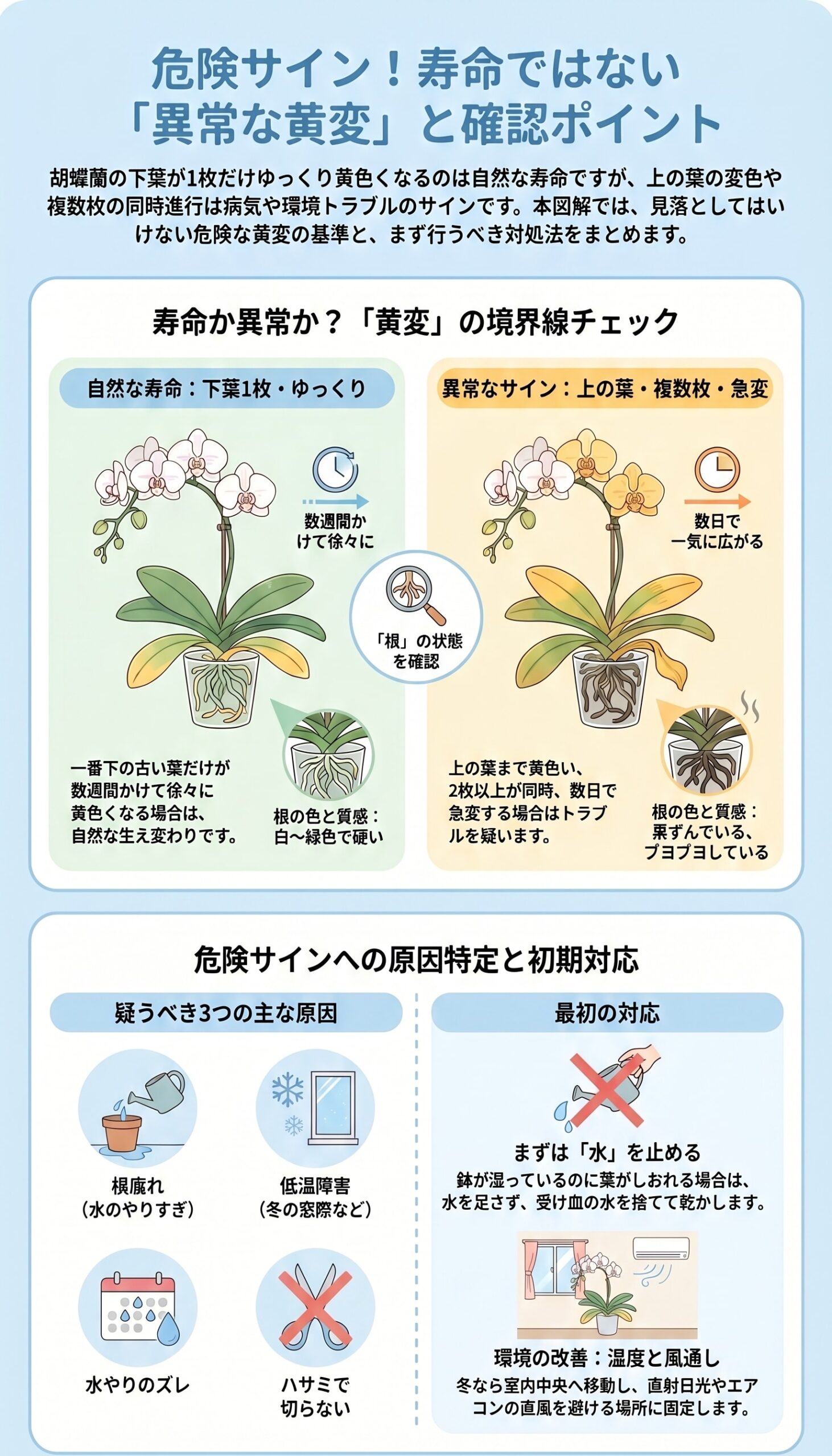 胡蝶蘭の葉が寿命ではなく異常な黄変をしている時の危険サインと確認ポイントのインフォグラフィック
