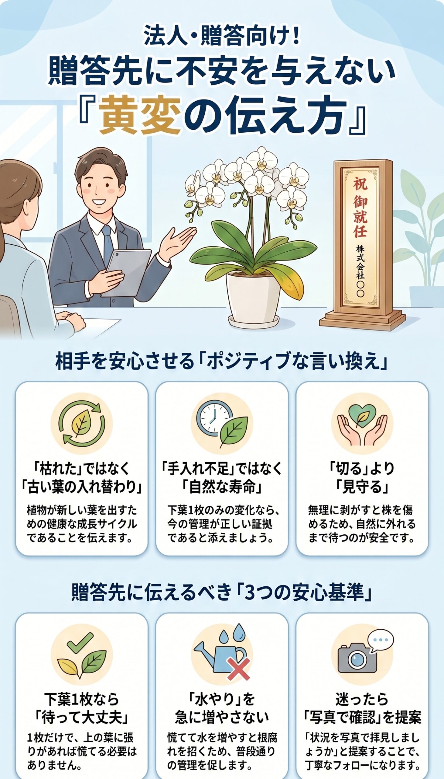 贈答先に胡蝶蘭の黄変を不安なく伝えるための言い換えと確認ポイントをまとめたインフォグラフィック