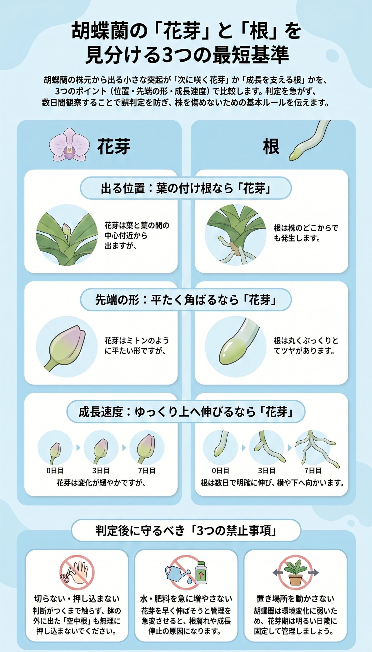 胡蝶蘭の花芽か根かを位置・先端・成長速度の3つの基準で見分けるインフォグラフィック