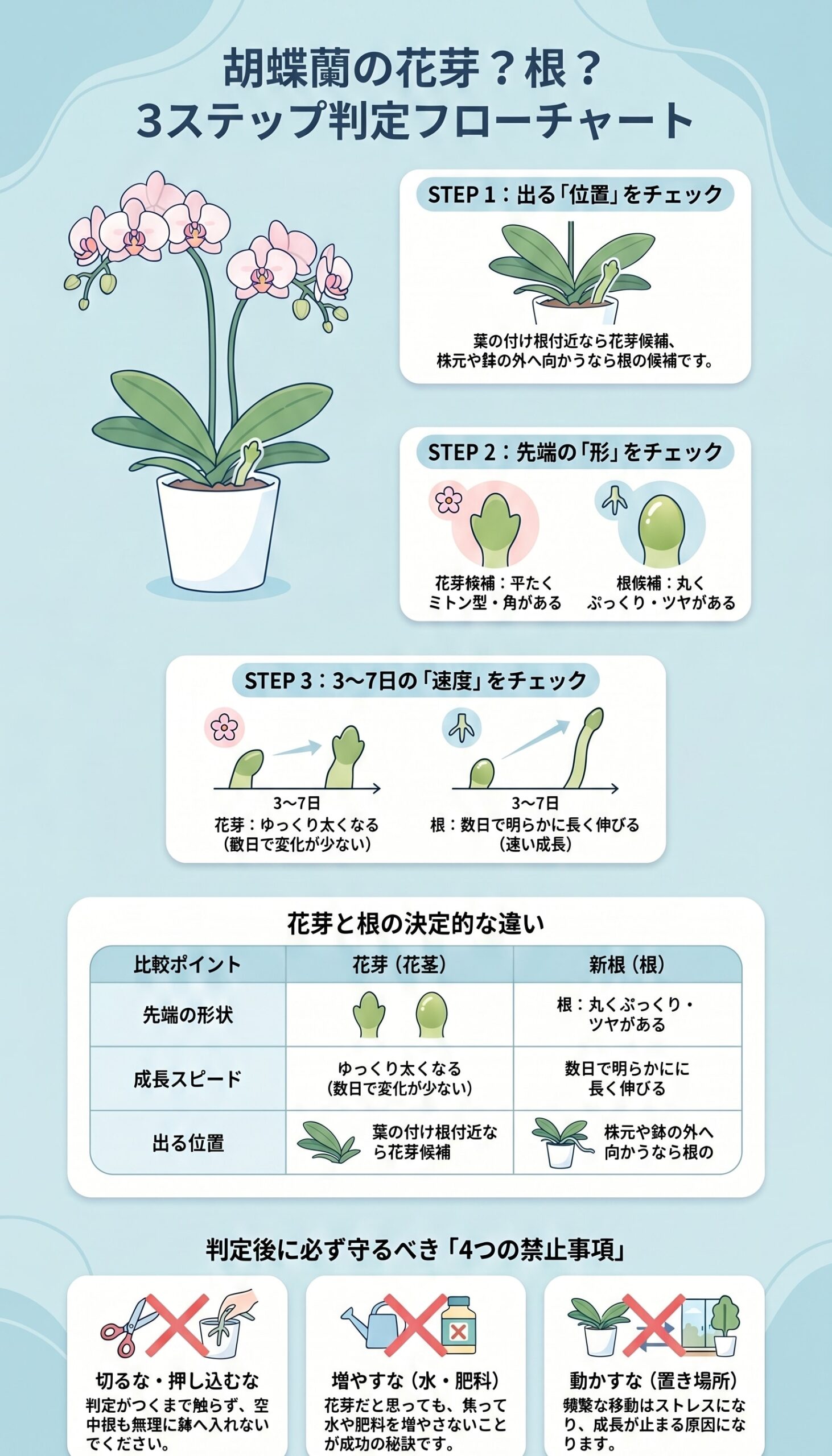 胡蝶蘭の突起が花芽か根かを位置・先端・成長速度で3分判定するフローチャートのインフォグラフィック