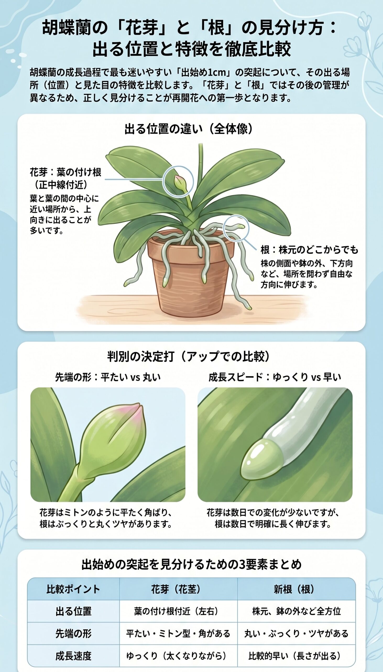 胡蝶蘭の花芽と根が出る位置を株全体と先端アップで比較する見分け方インフォグラフィック