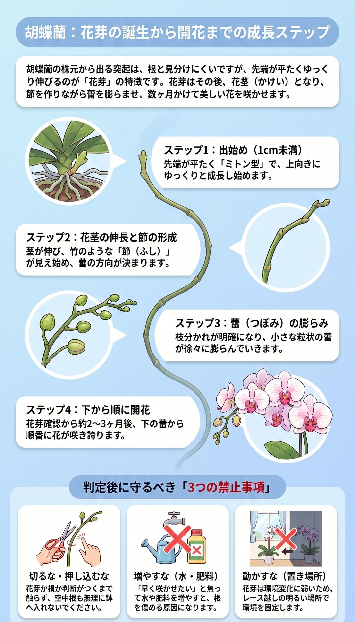 胡蝶蘭の花芽が出始めから成長し蕾から開花へ進む流れを整理したインフォグラフィック