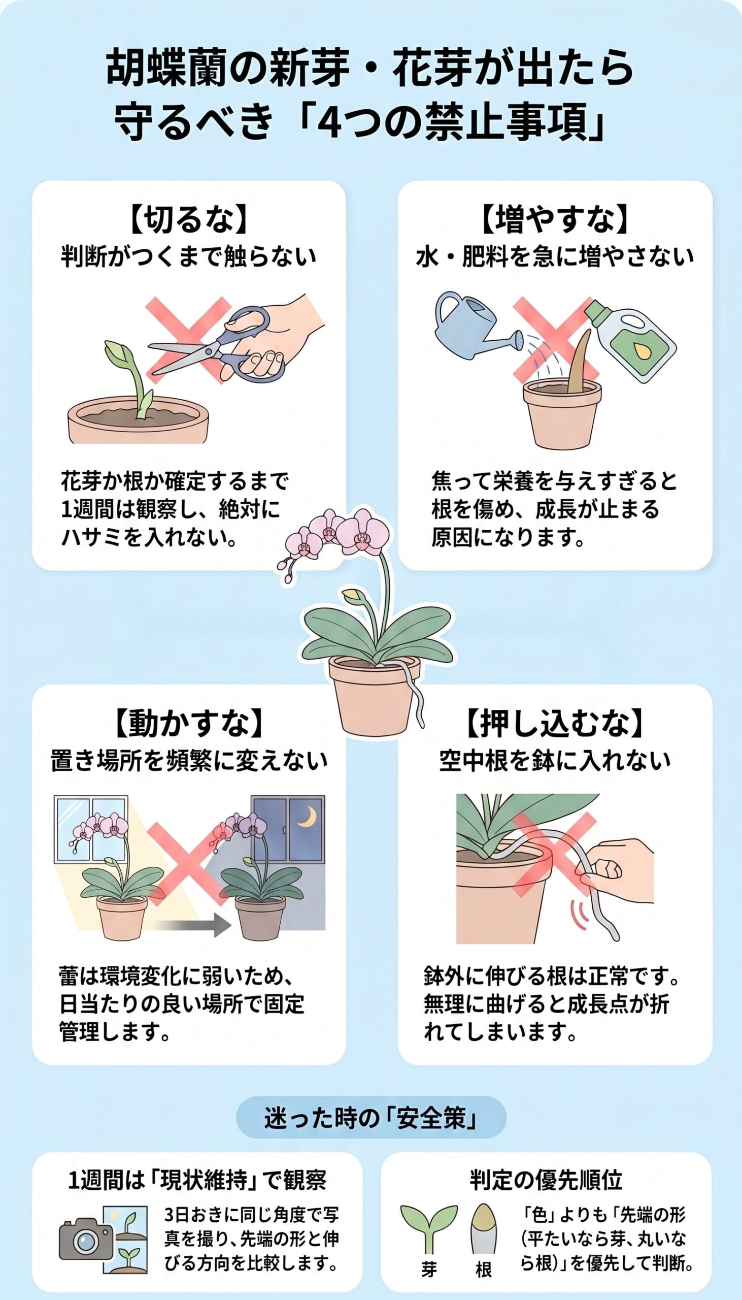 胡蝶蘭の花芽や根を判定する前に切らない・増やさない・動かさない・押し込まない注意点をまとめたインフォグラフィック