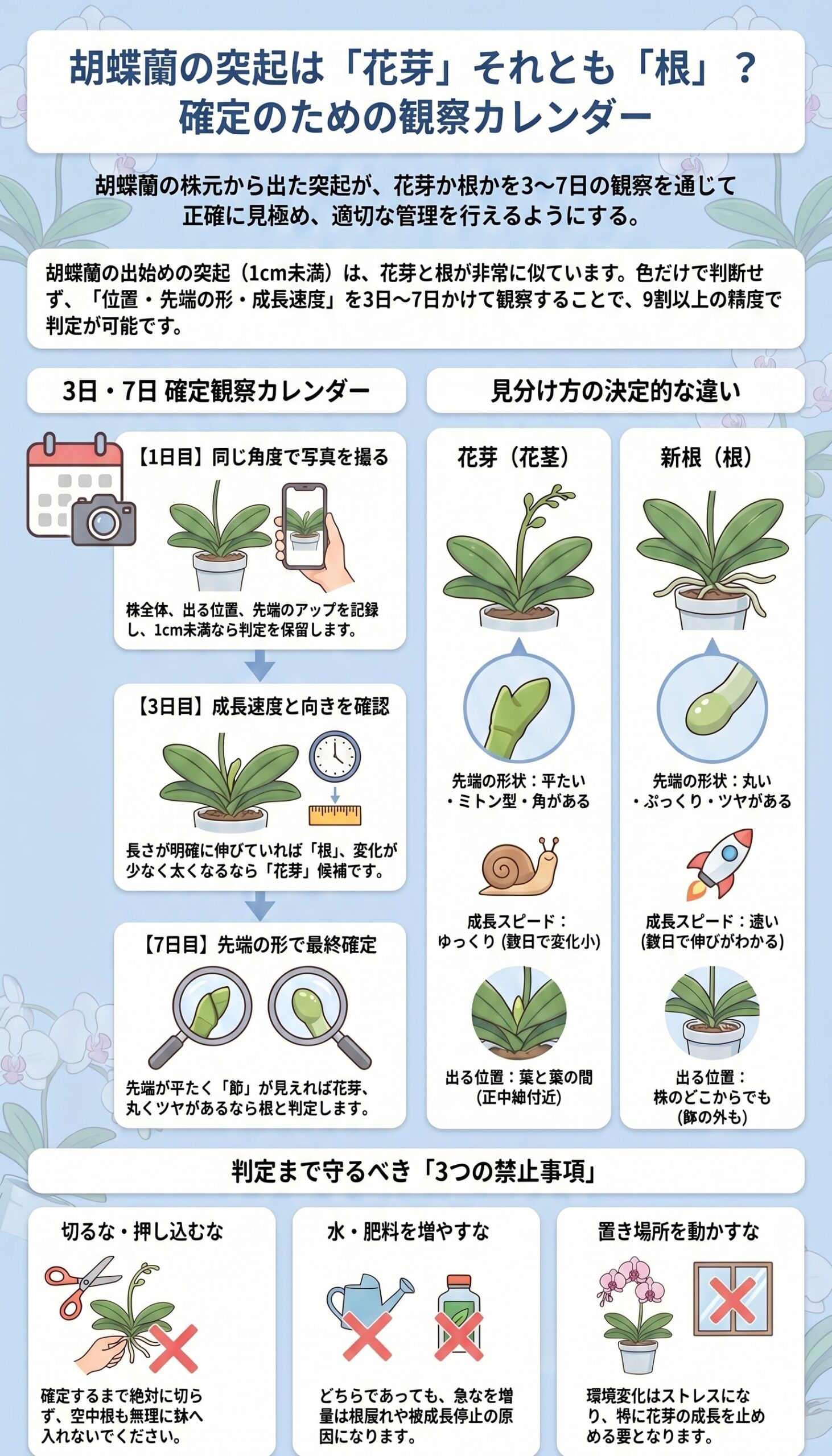 胡蝶蘭の突起が花芽か根かを3日おきの写真記録で確定する観察カレンダーのインフォグラフィック
