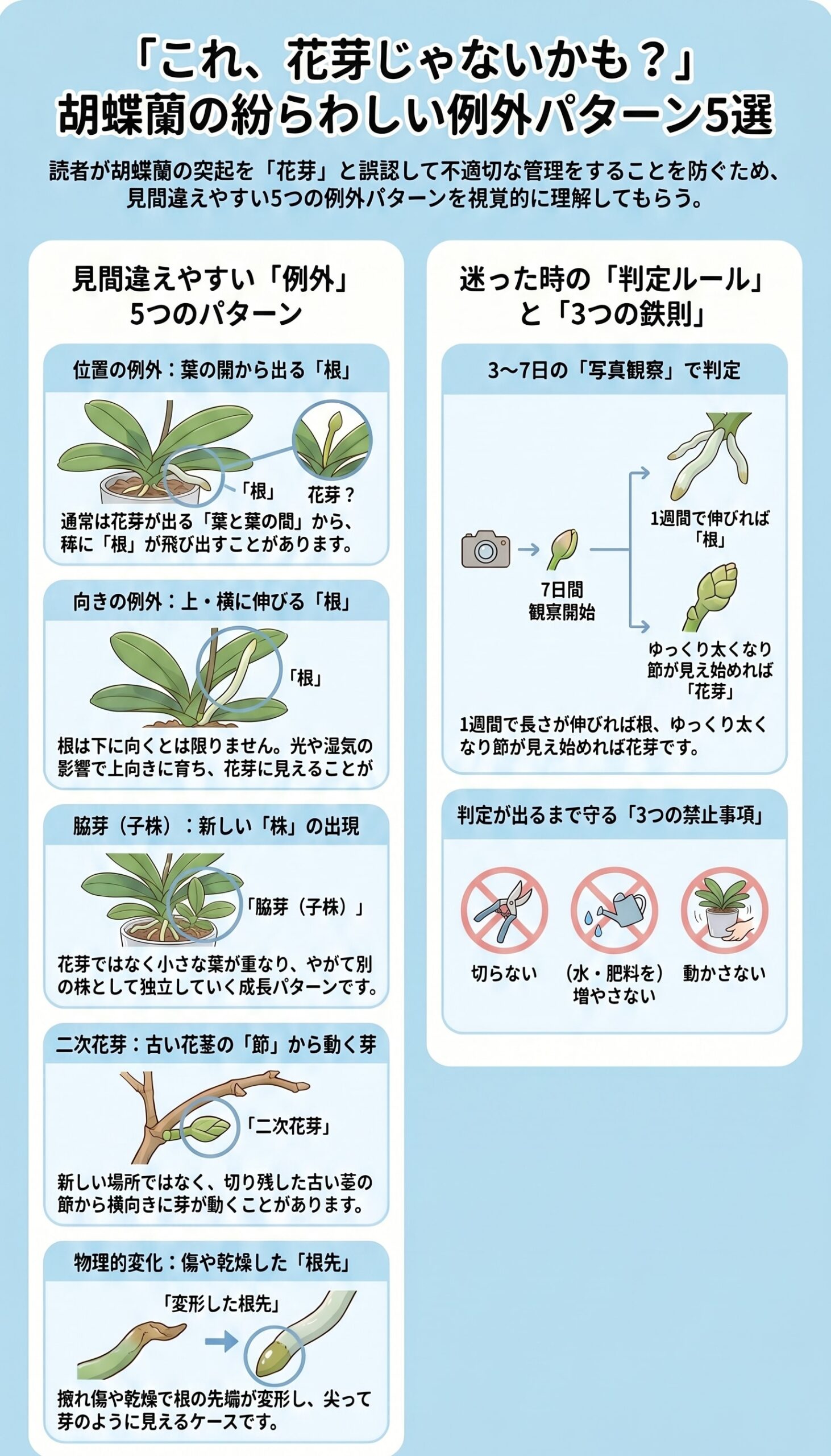 胡蝶蘭で花芽に見えやすい新根や新葉など5つの例外パターンを整理したインフォグラフィック