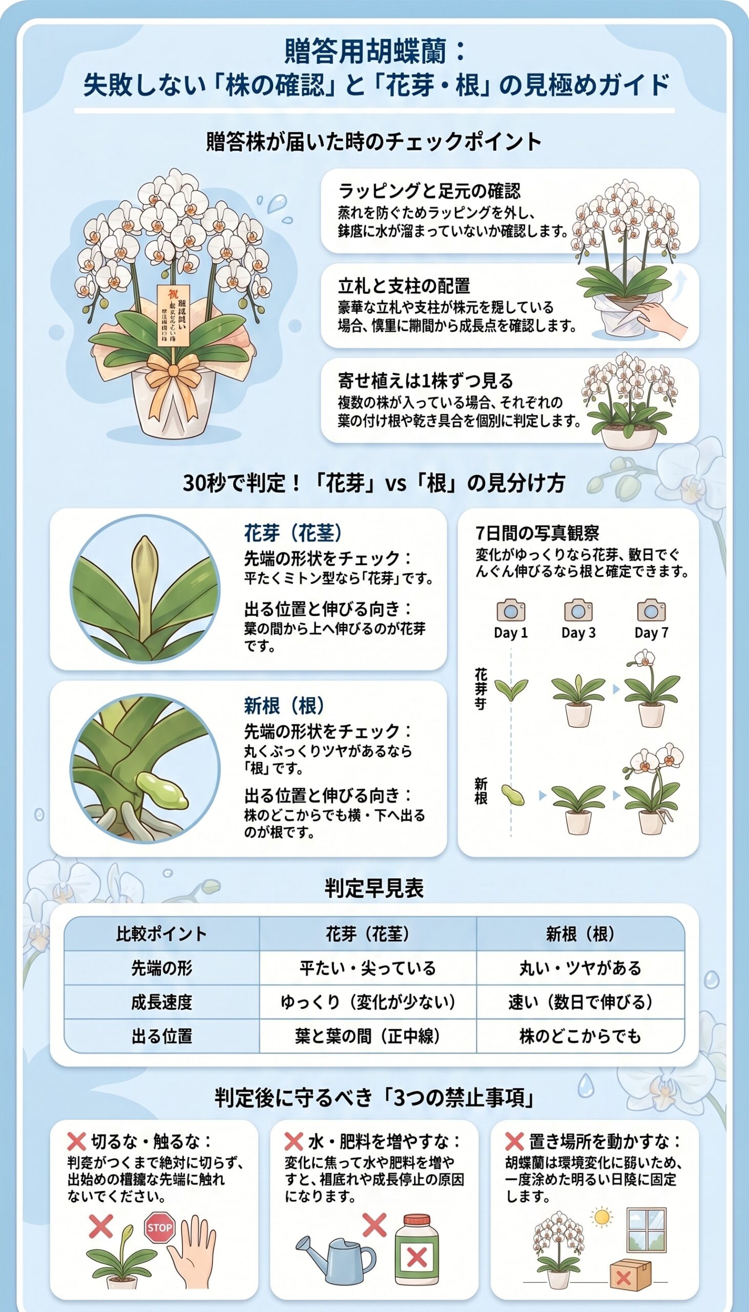 贈答用胡蝶蘭で立札やラッピングがある場合に花芽と根を正しく確認するためのインフォグラフィック