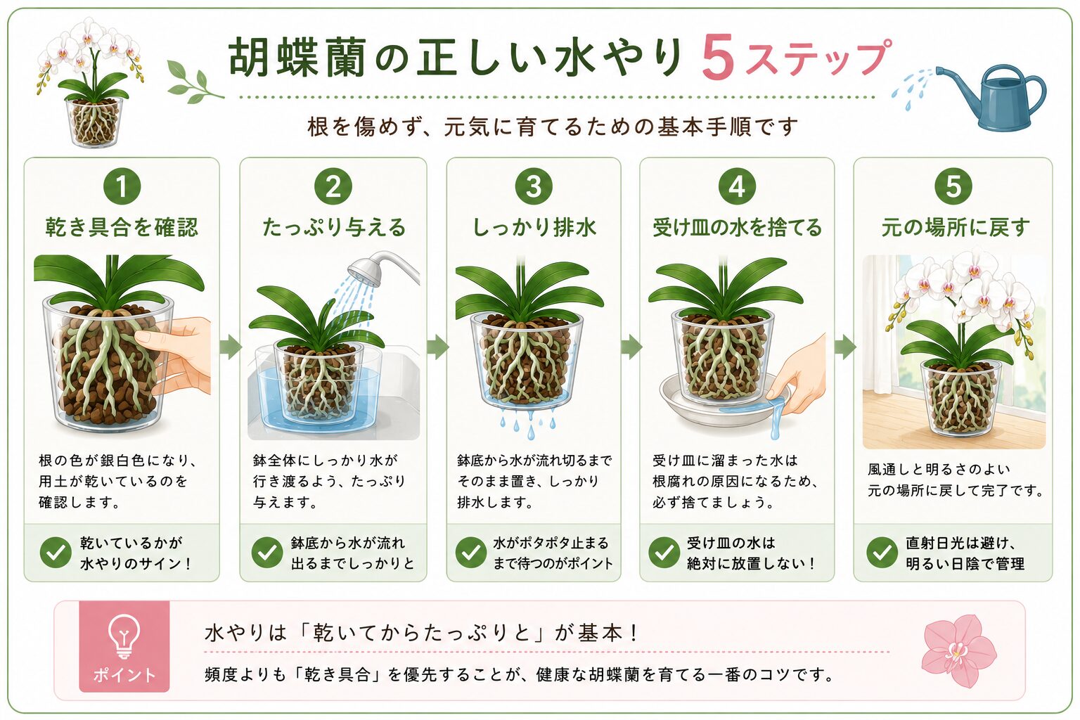 胡蝶蘭の正しい給水手順図