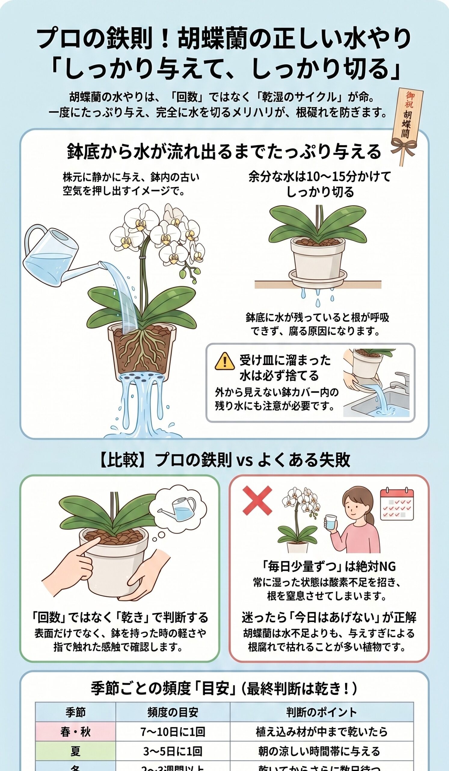 胡蝶蘭の正しい水やりはしっかり与えてしっかり水を切ることを示すインフォグラフィック