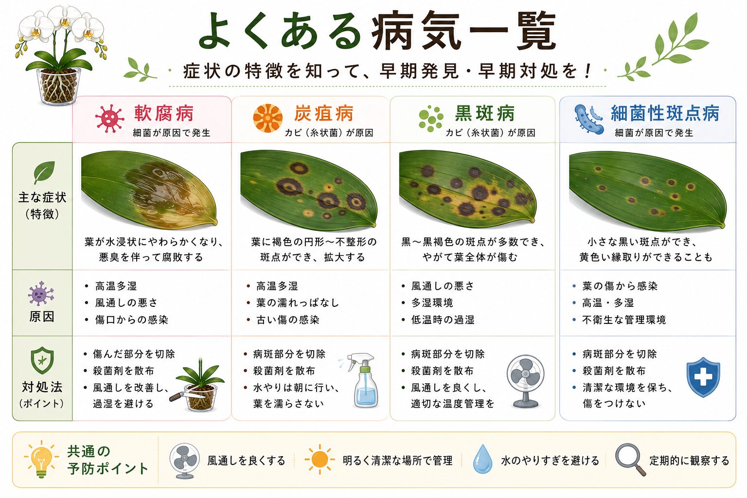 胡蝶蘭の主要病気比較図