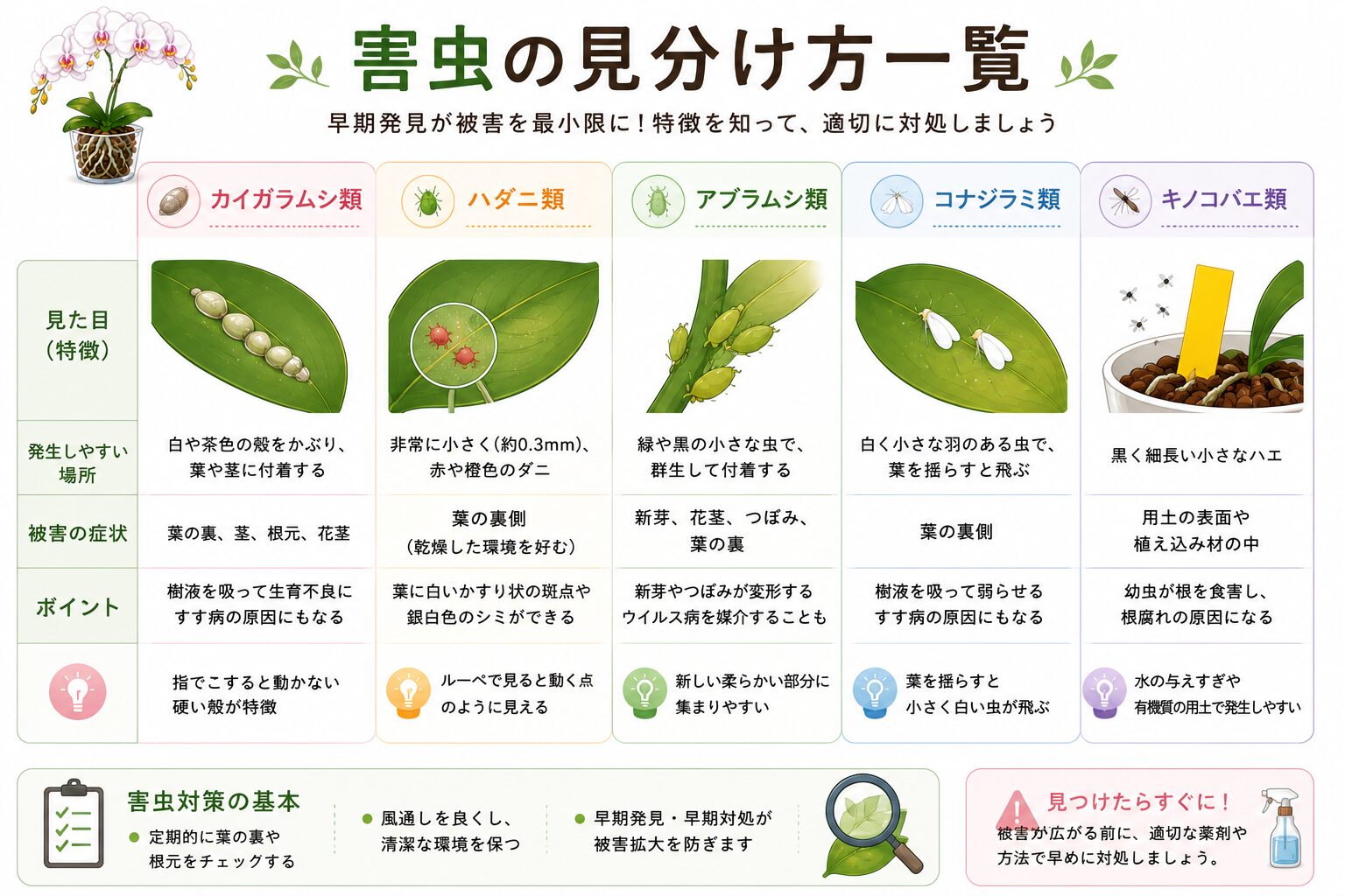 胡蝶蘭の害虫比較図