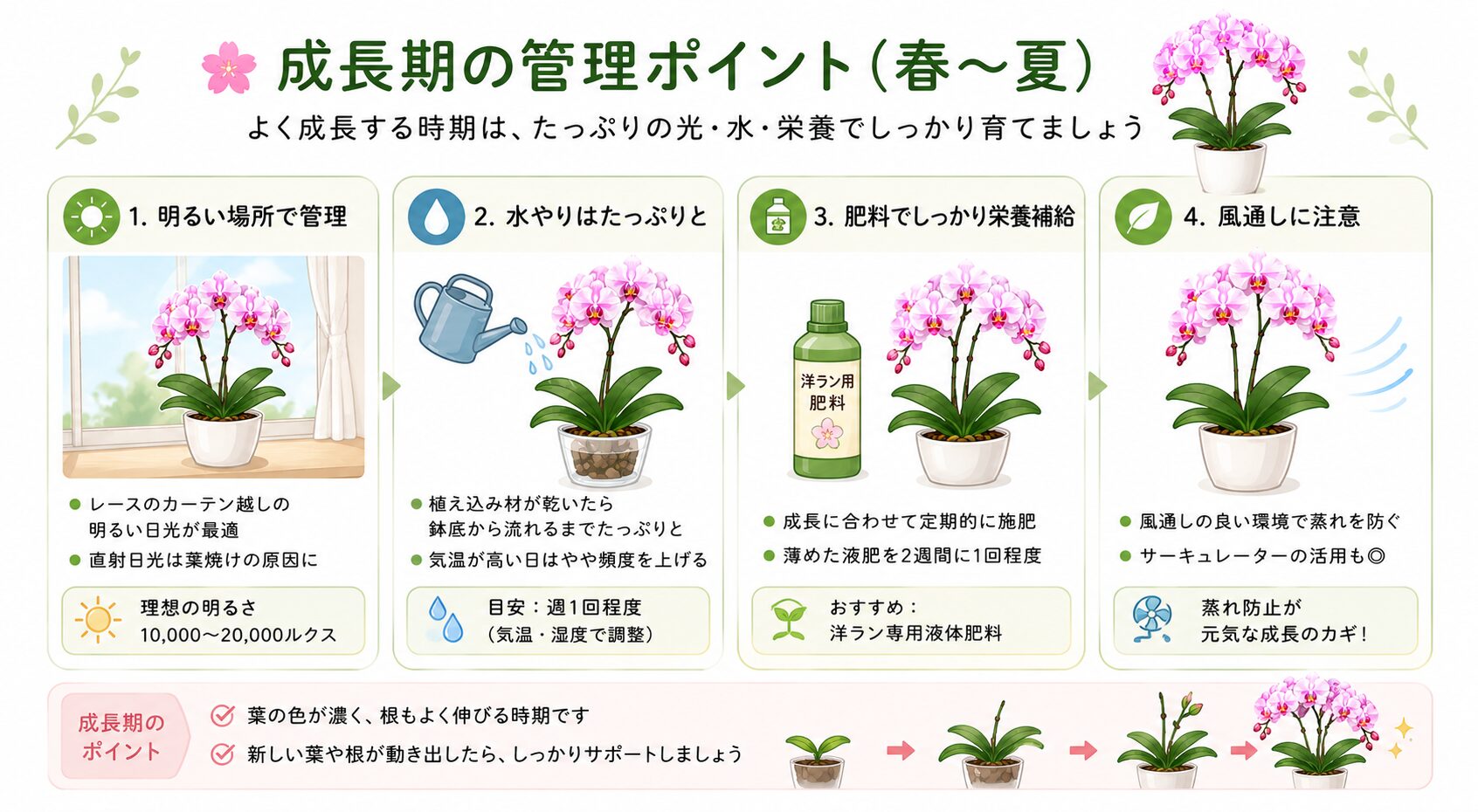 胡蝶蘭の春夏管理のポイント図解
