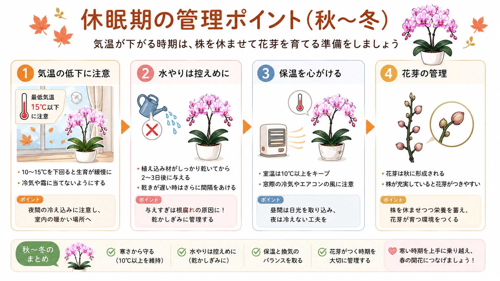 胡蝶蘭の秋冬管理のポイント図解
