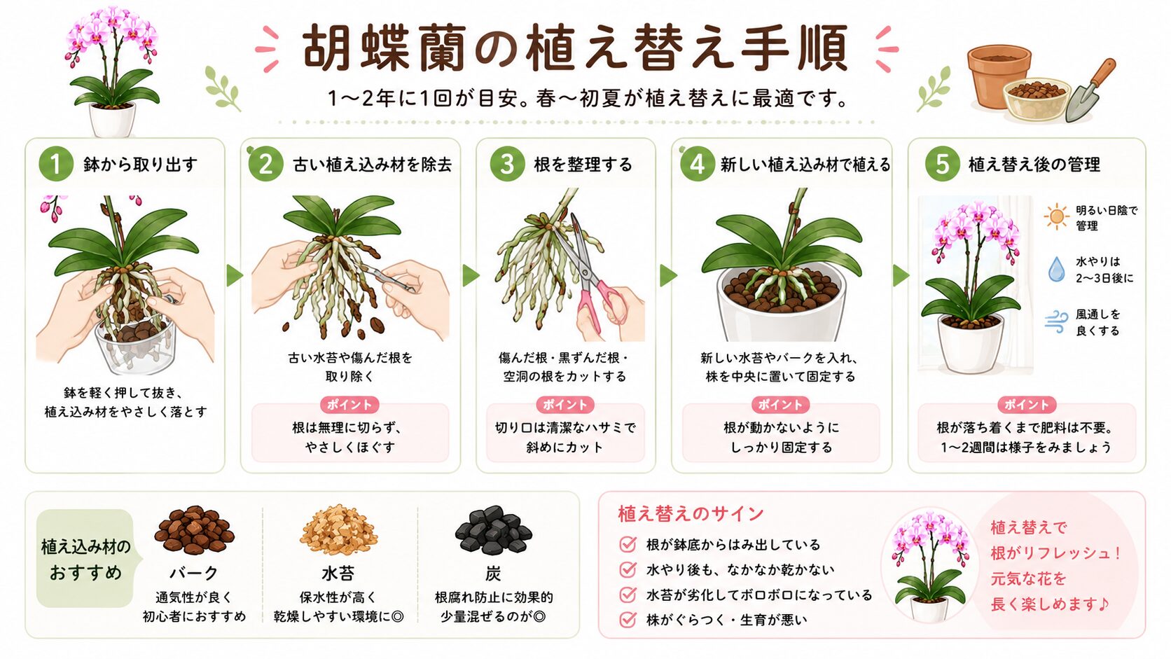 胡蝶蘭の植え替え手順を示した図解