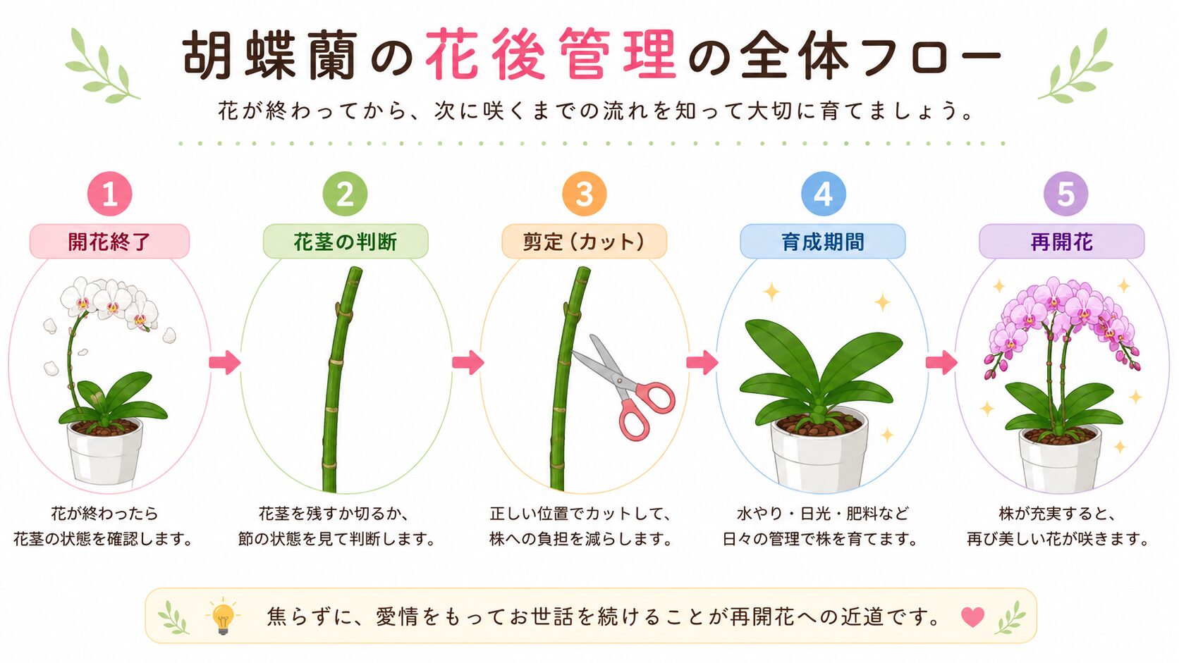 胡蝶蘭の花後から次回開花までの流れ図