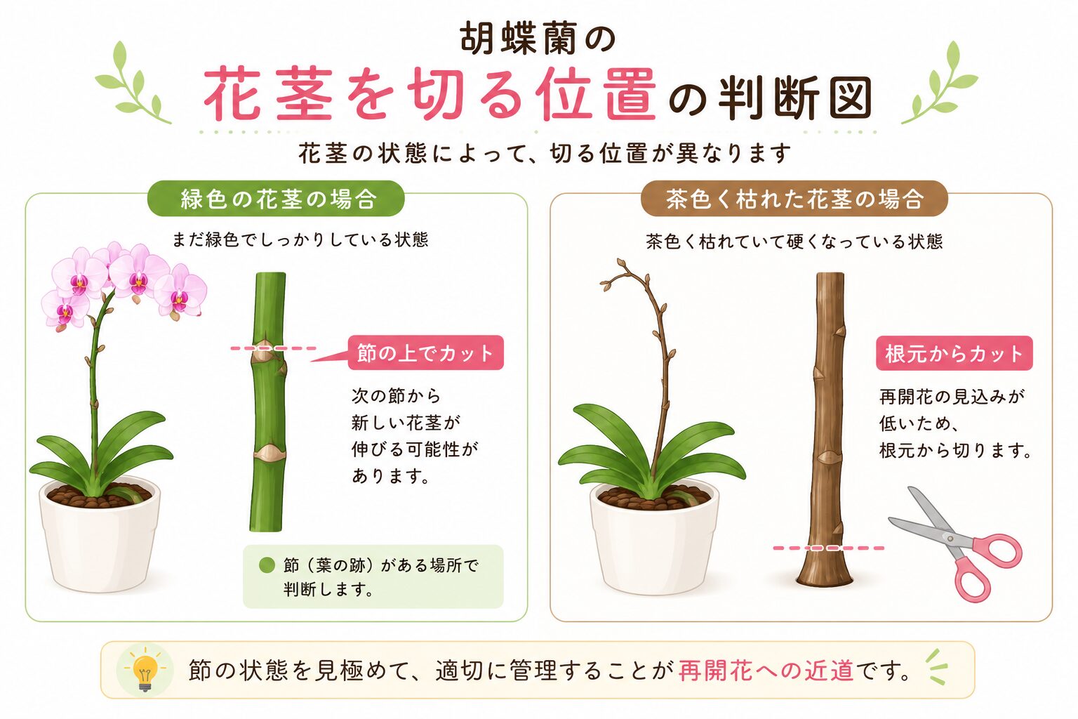 胡蝶蘭の花茎カット位置を示す図解