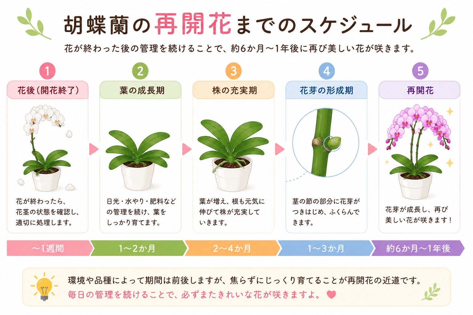 胡蝶蘭が再び花を咲かせるまでの流れ