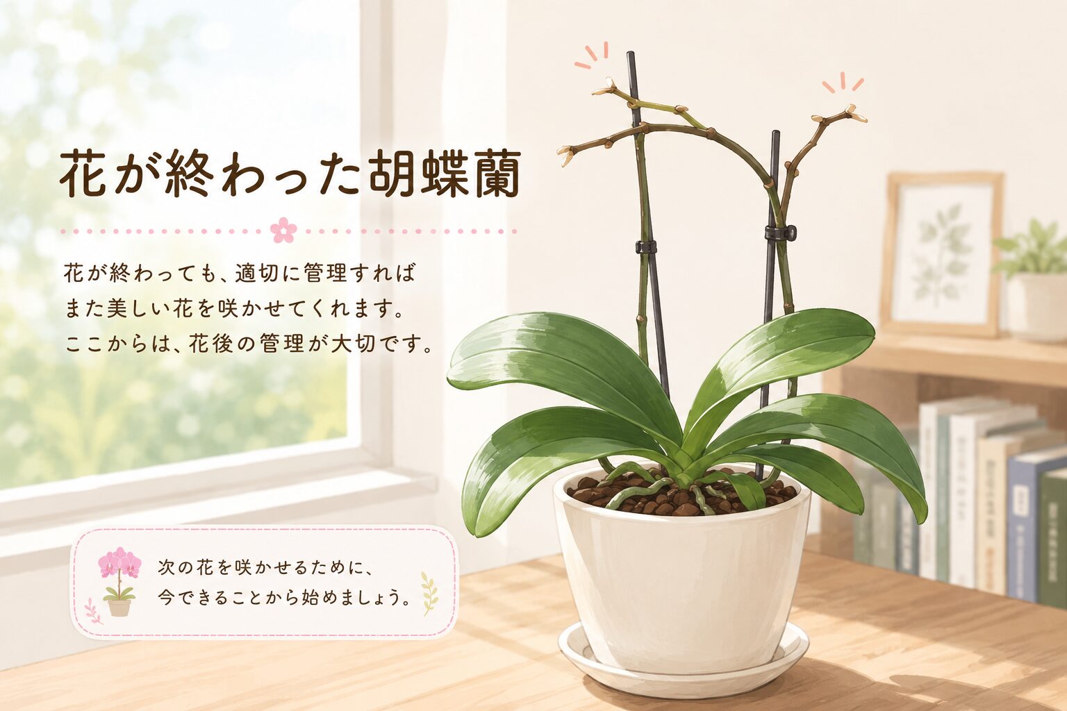 花後の胡蝶蘭を優しく表現したイラスト