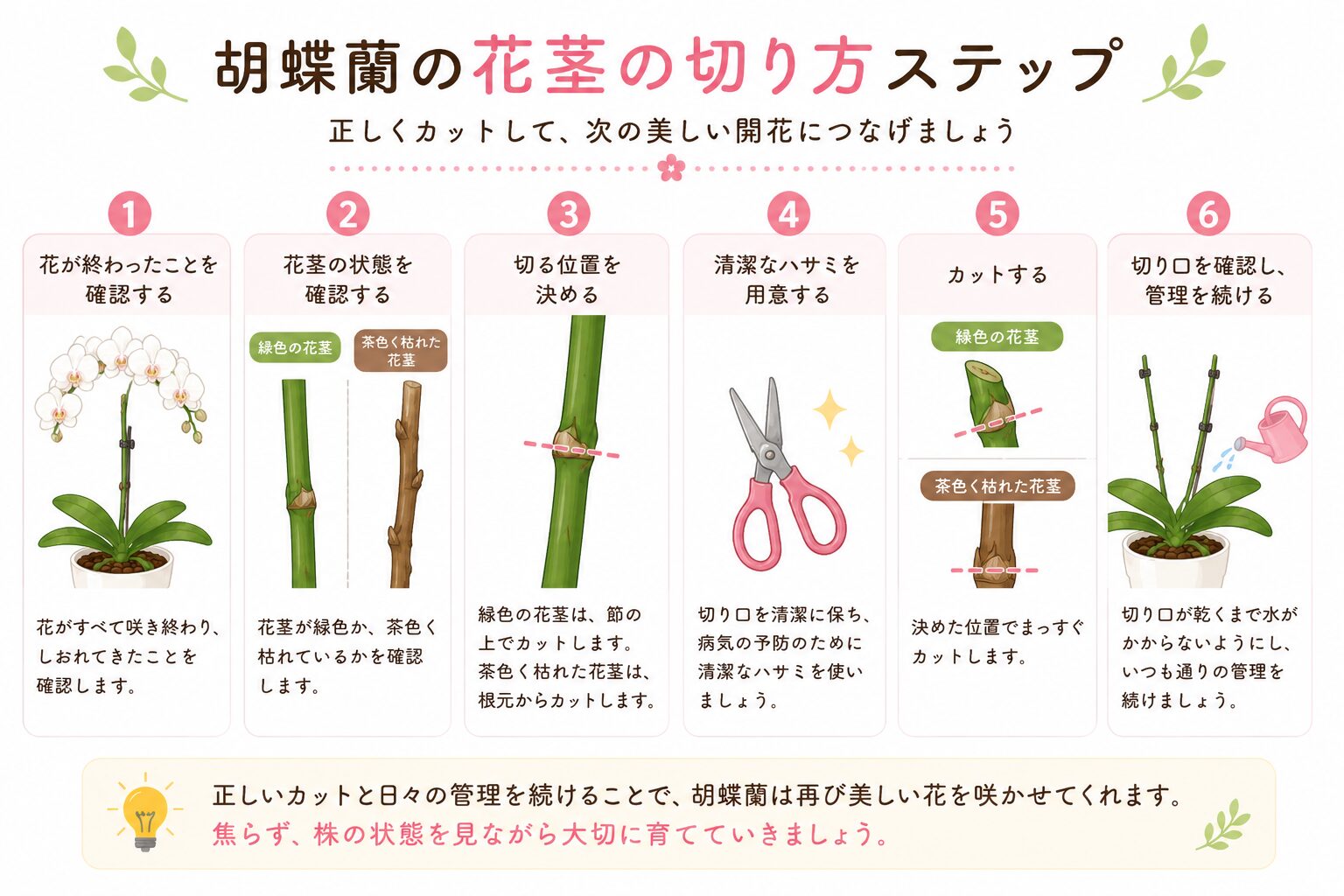 再開花に成功した胡蝶蘭のイラスト
