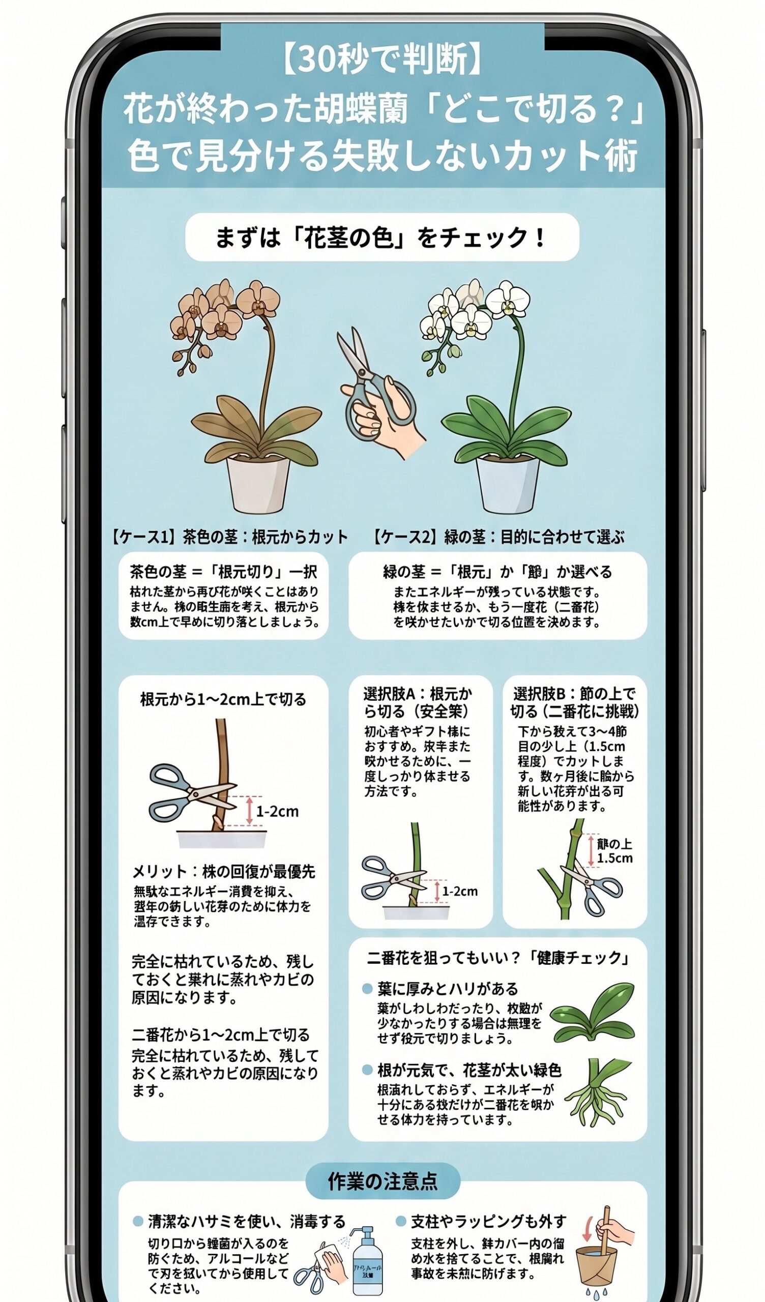 胡蝶蘭の花茎が緑か茶色かで花後の切り方を判断するインフォグラフィック