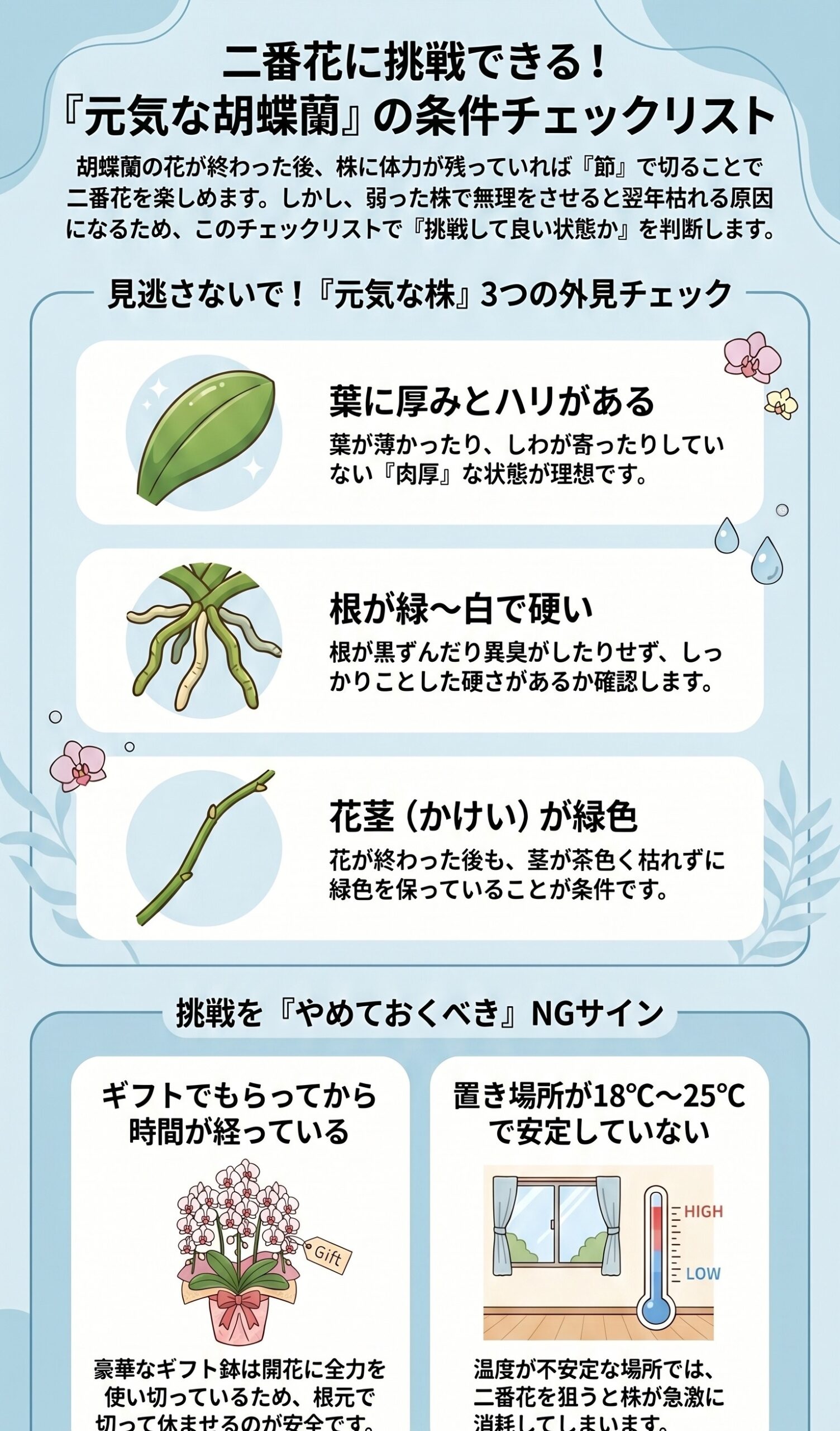胡蝶蘭で二番花を試してよい元気な株の条件をまとめたチェックリストインフォグラフィック