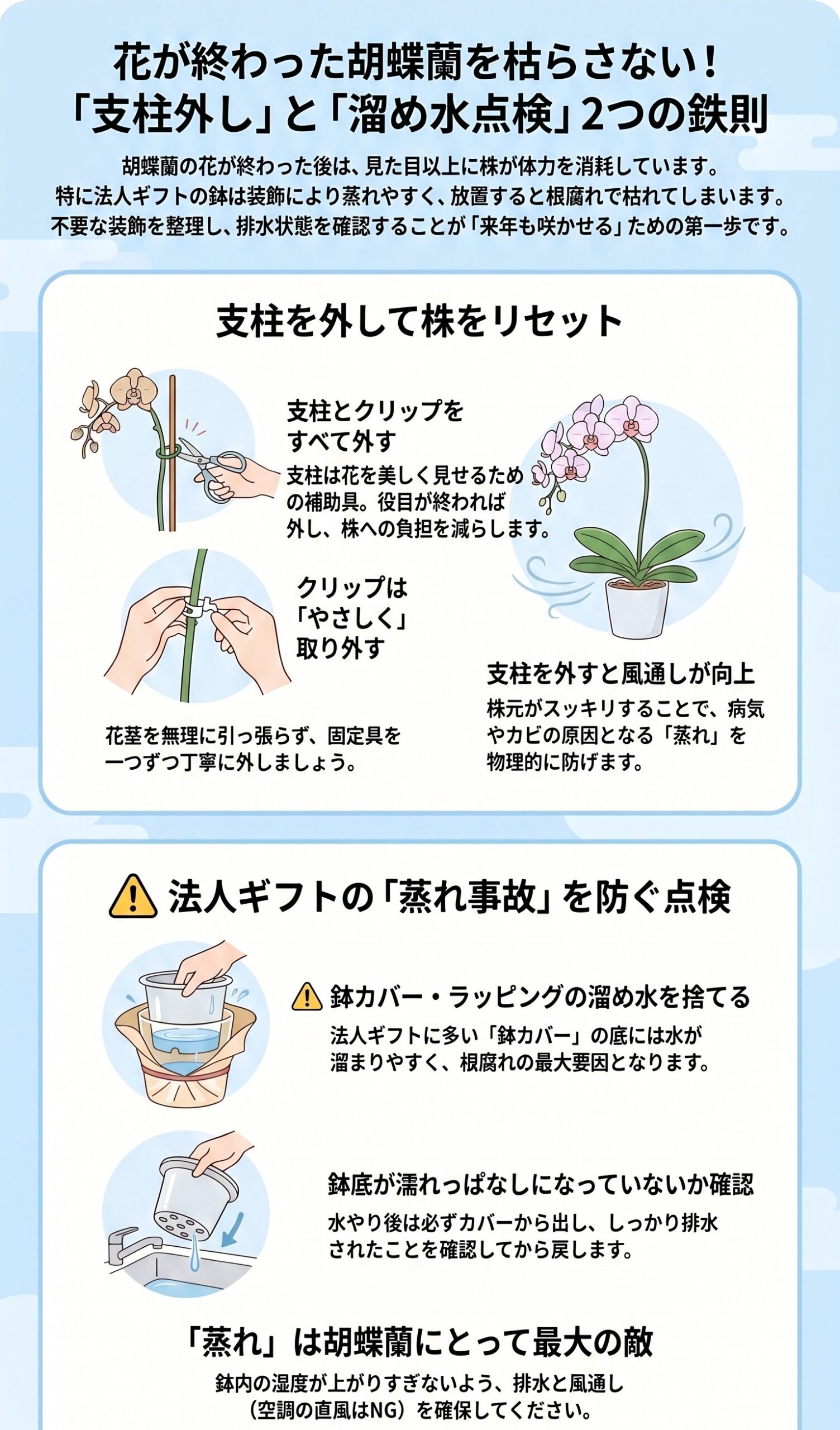 胡蝶蘭の花後に支柱を外し鉢カバーの蒸れを点検するルールのインフォグラフィック