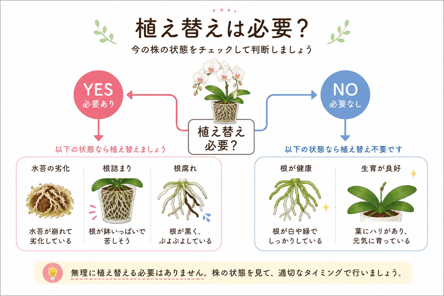 胡蝶蘭の植え替えが必要か判断する図解