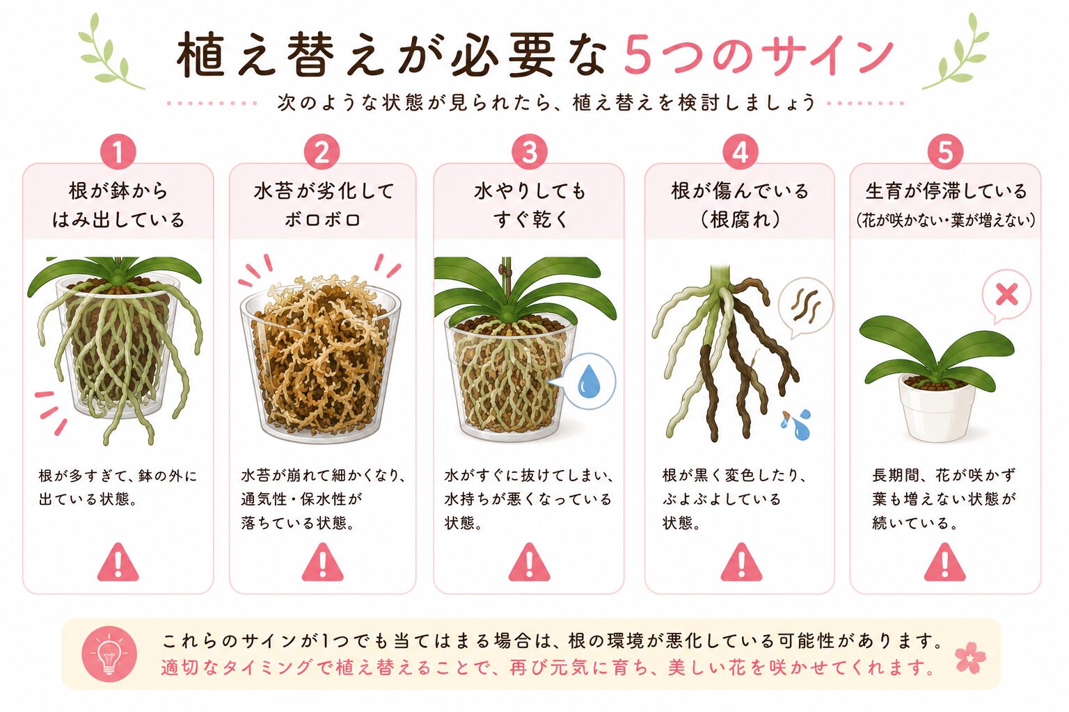 胡蝶蘭の植え替え時期を判断する図解