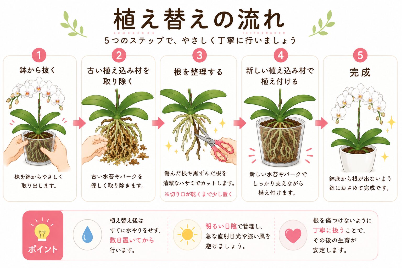 胡蝶蘭の植え替え工程を示した図解