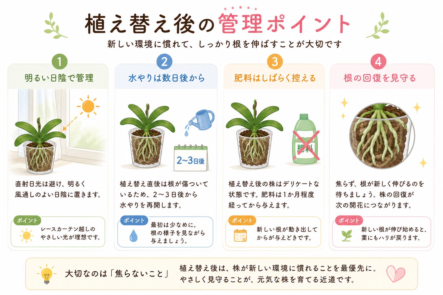 植え替え後の胡蝶蘭管理方法図解