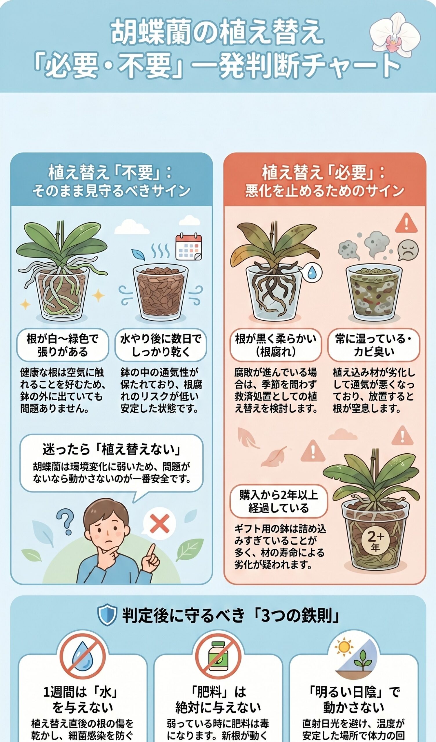 胡蝶蘭の植え替えが必要か不要かを判断する早見表インフォグラフィック