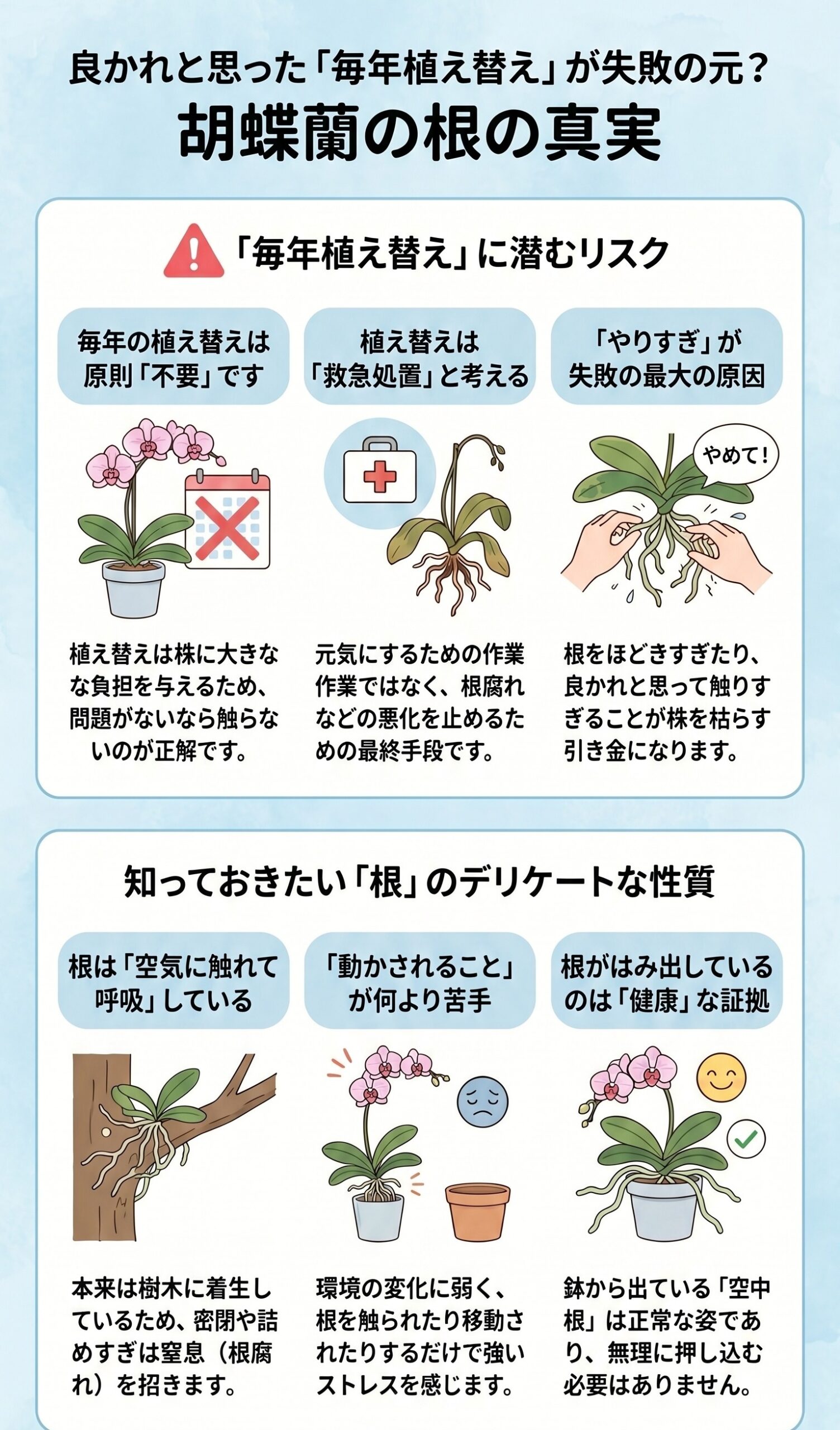 胡蝶蘭を毎年植え替える失敗と根の性質を説明するインフォグラフィック