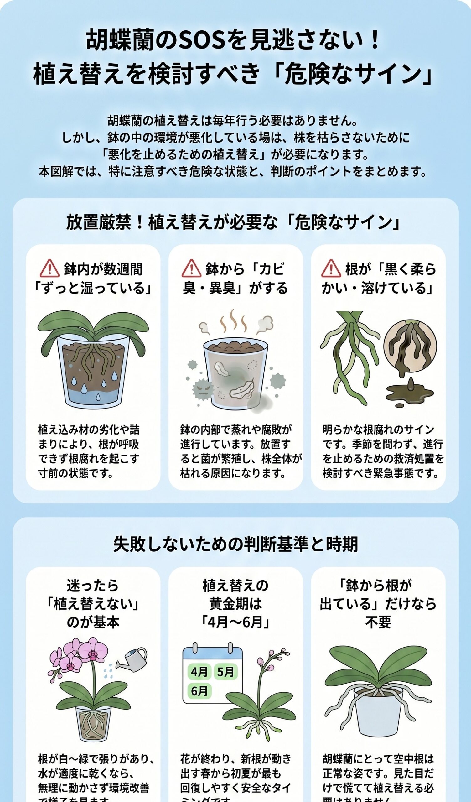 胡蝶蘭の植え替えを検討すべき危険なケースをまとめたインフォグラフィック