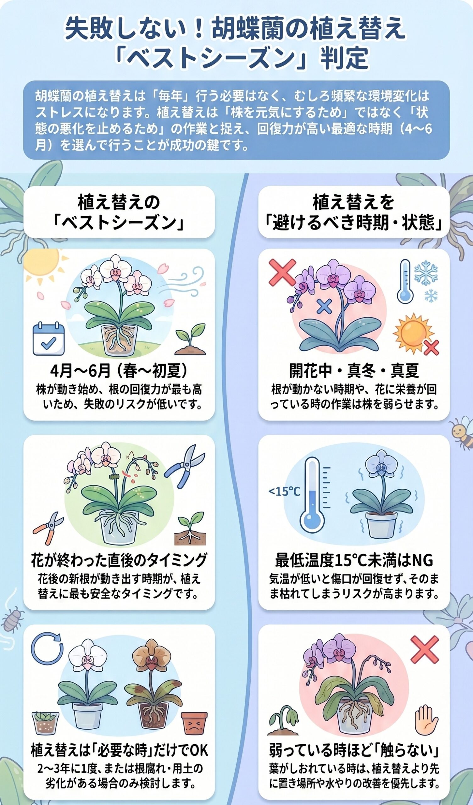 胡蝶蘭の植え替えに適したベストシーズンと避けるべき時期のインフォグラフィック